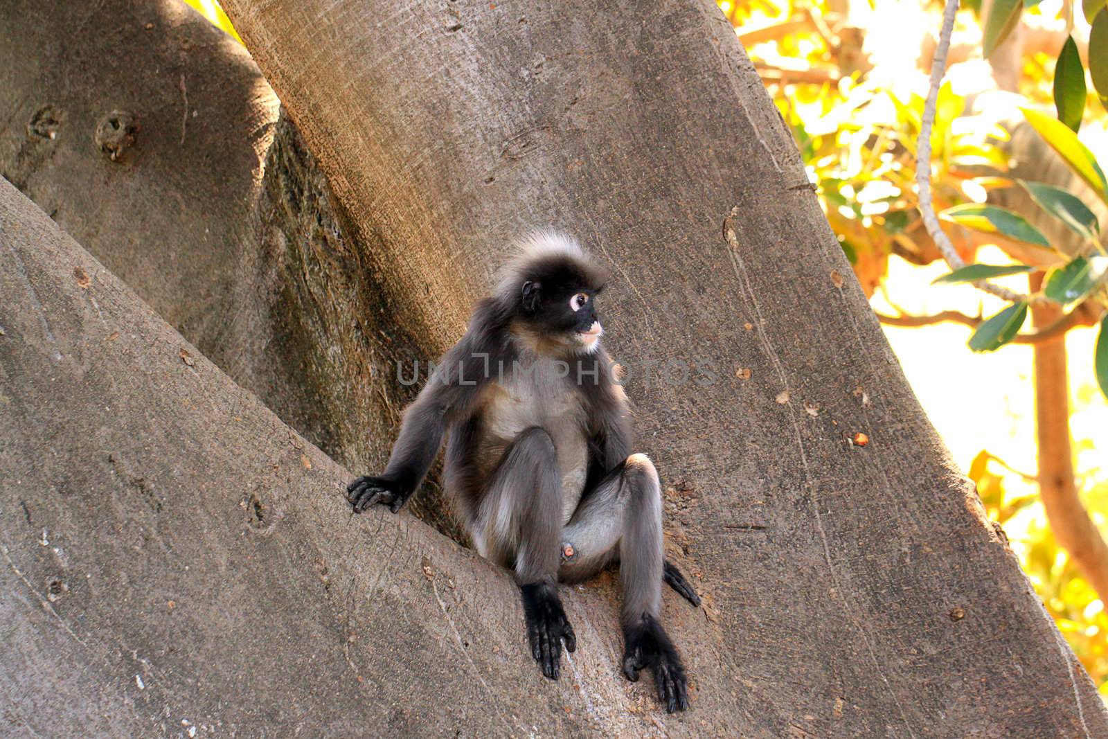 Dusky Leaf Monkey - Semnopithecus obscurus - sitting in a Morton by Cloudia