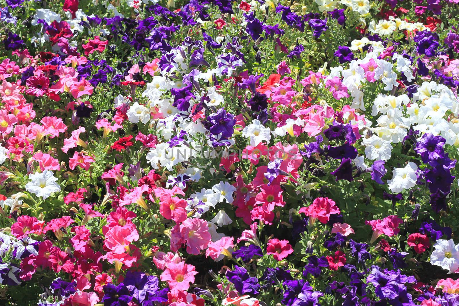 Field of Petunia Flowers by Cloudia