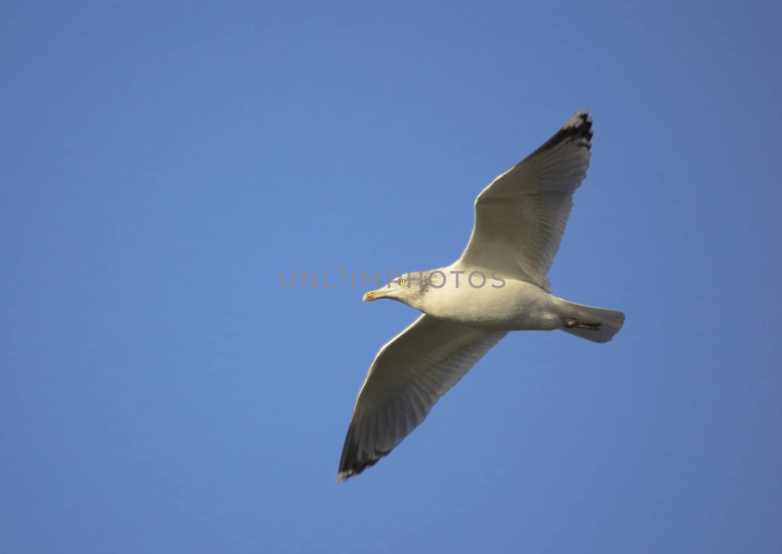 A seagull in flight. Image includes clipping path of the bird.
