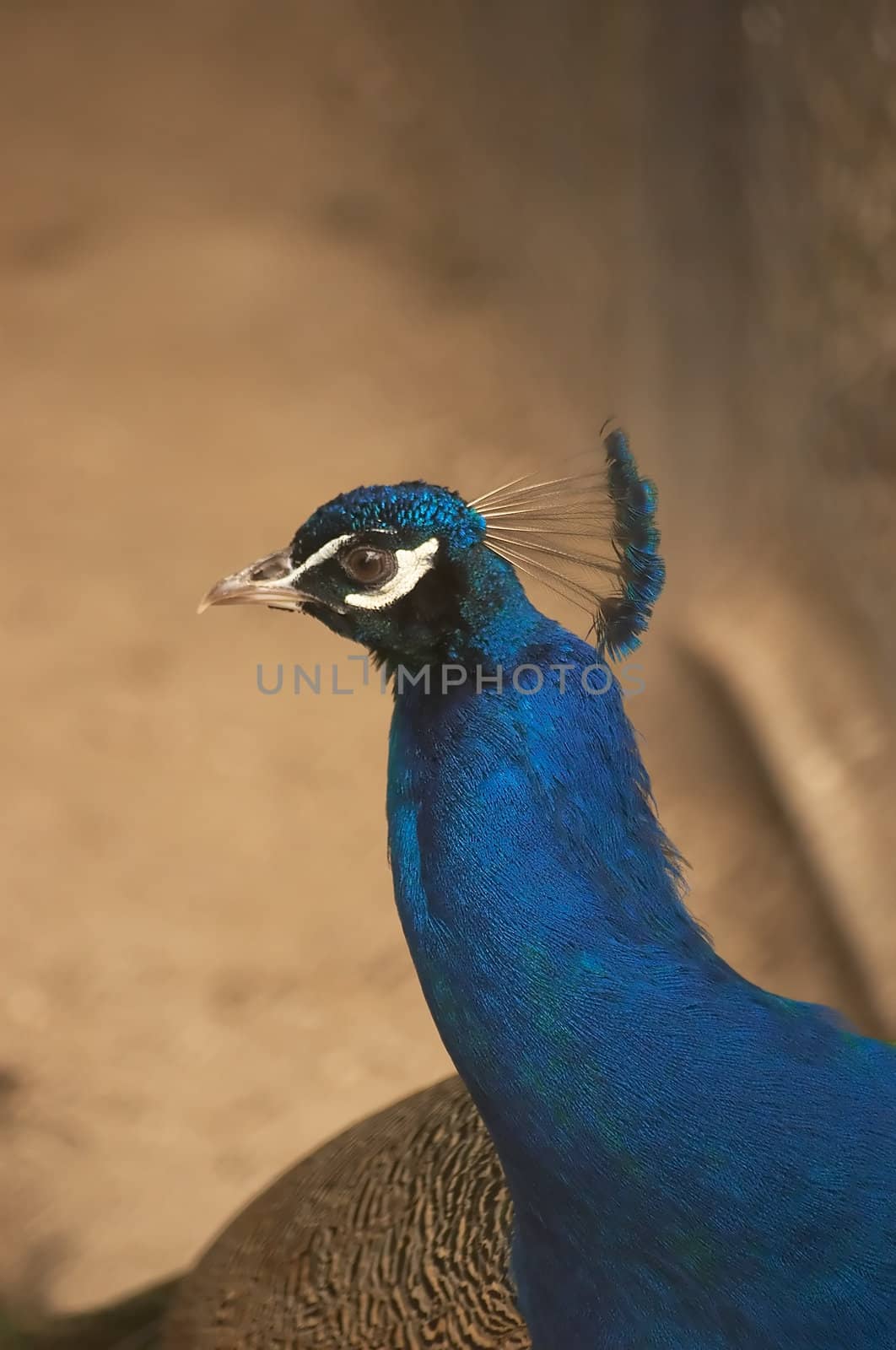 Head of the peafowl by eglazov