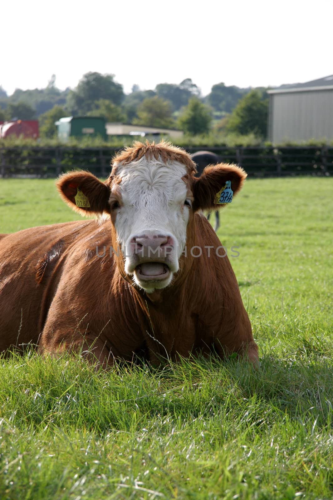 Bull in paddock