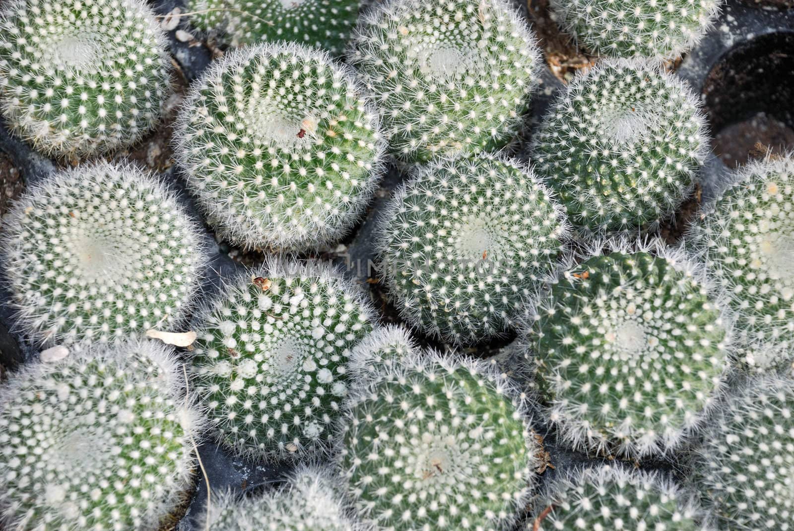 Close-up of a group of small Mammillaria cacti.