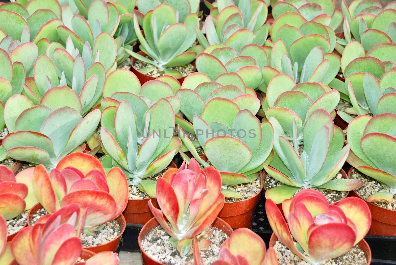 Group of young Kalanchoe thyrsiflora in a nursery.