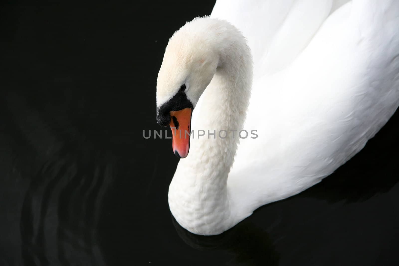 Swimming Swan.