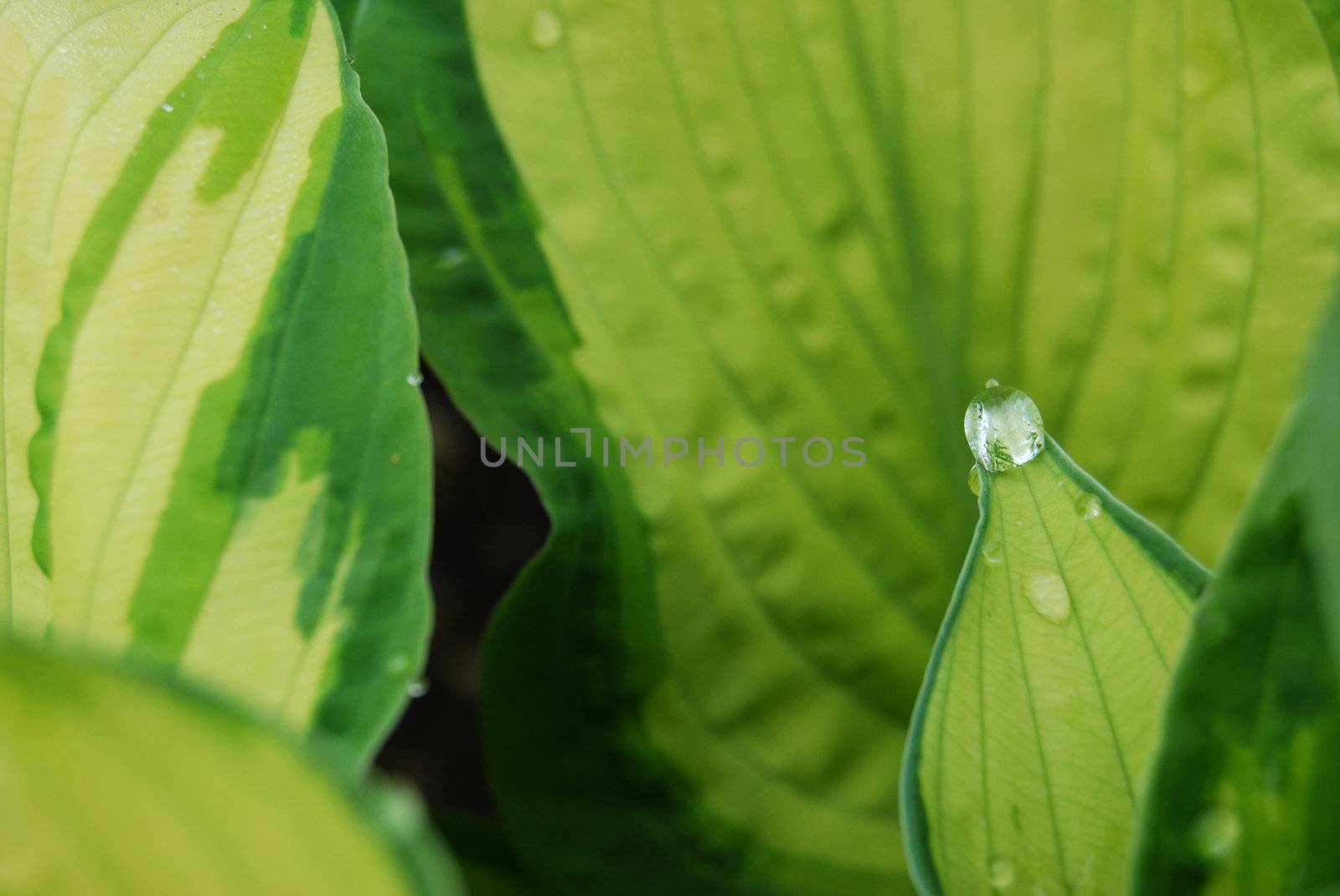 closeup of fresh green leafs with waterdrops on them