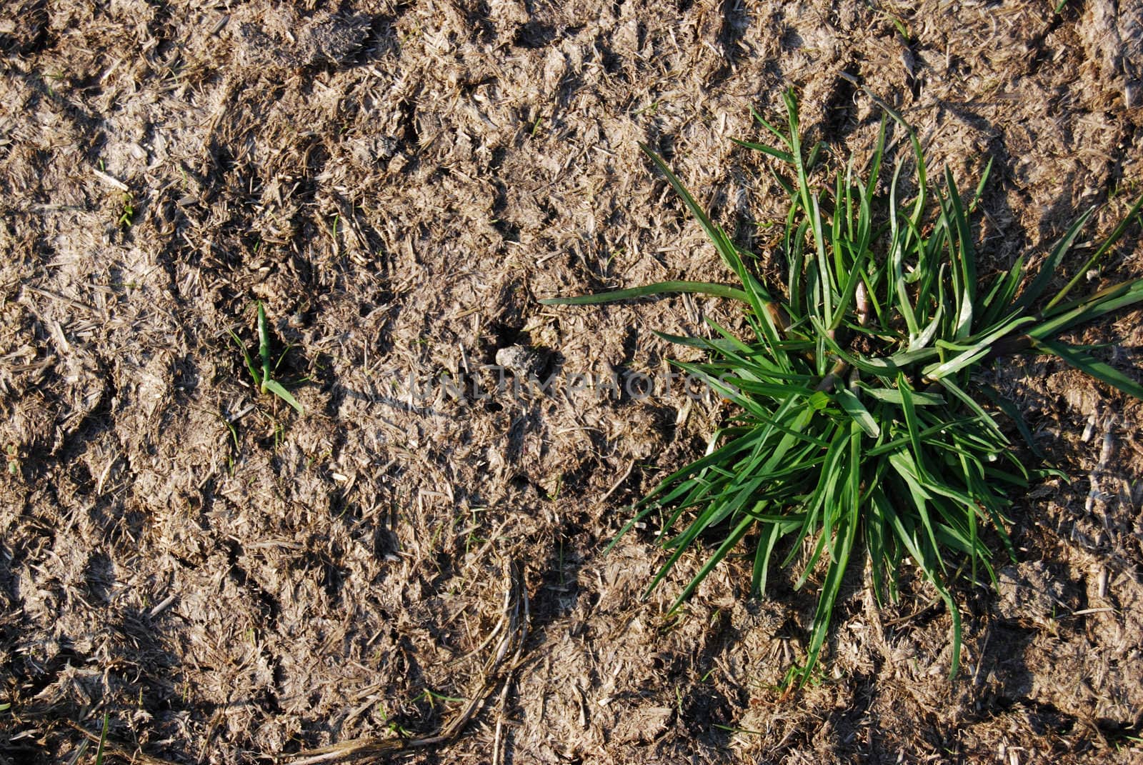 Growing grass by Jule_Berlin