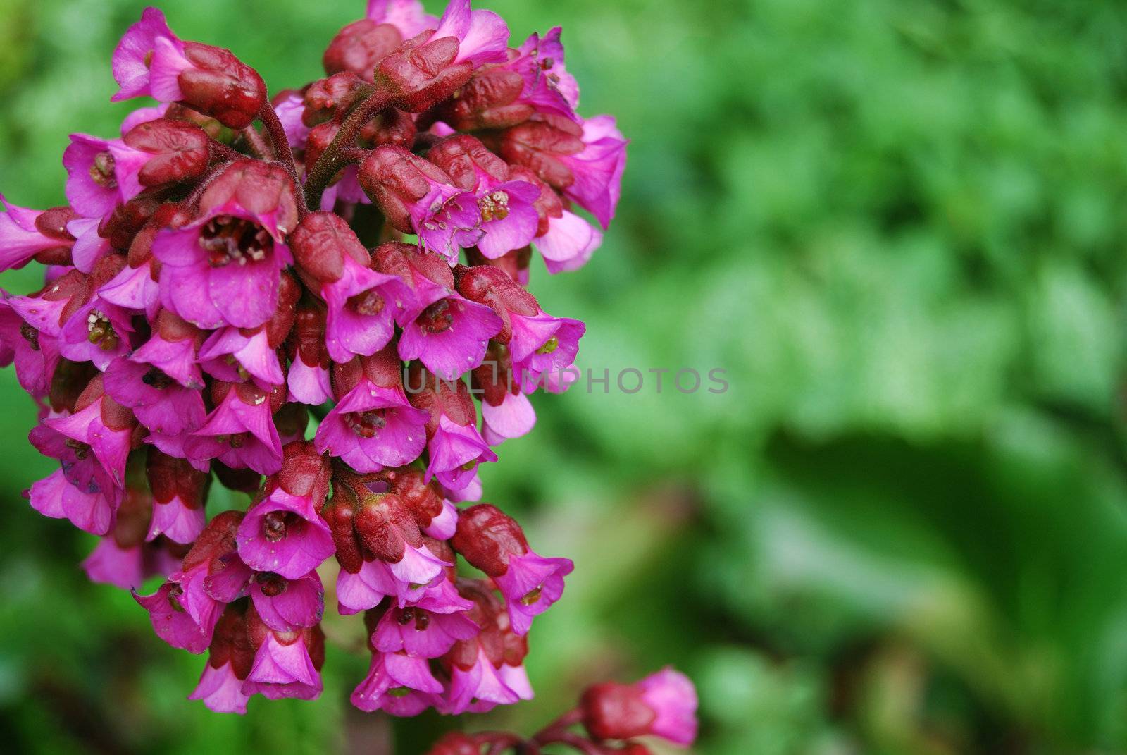 lots of small pink flowers with shallow depth