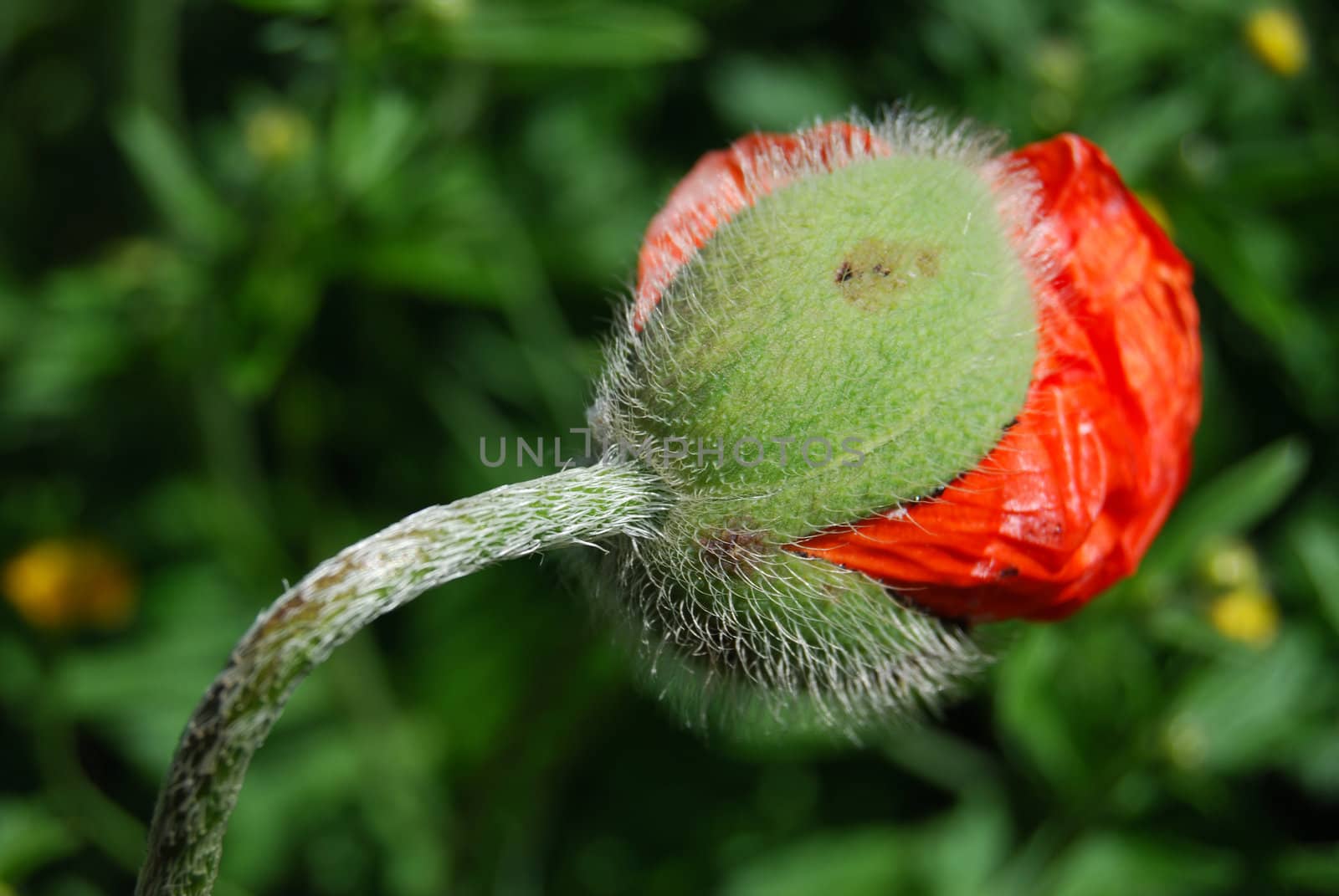 closeup of the blossom of a red poppy