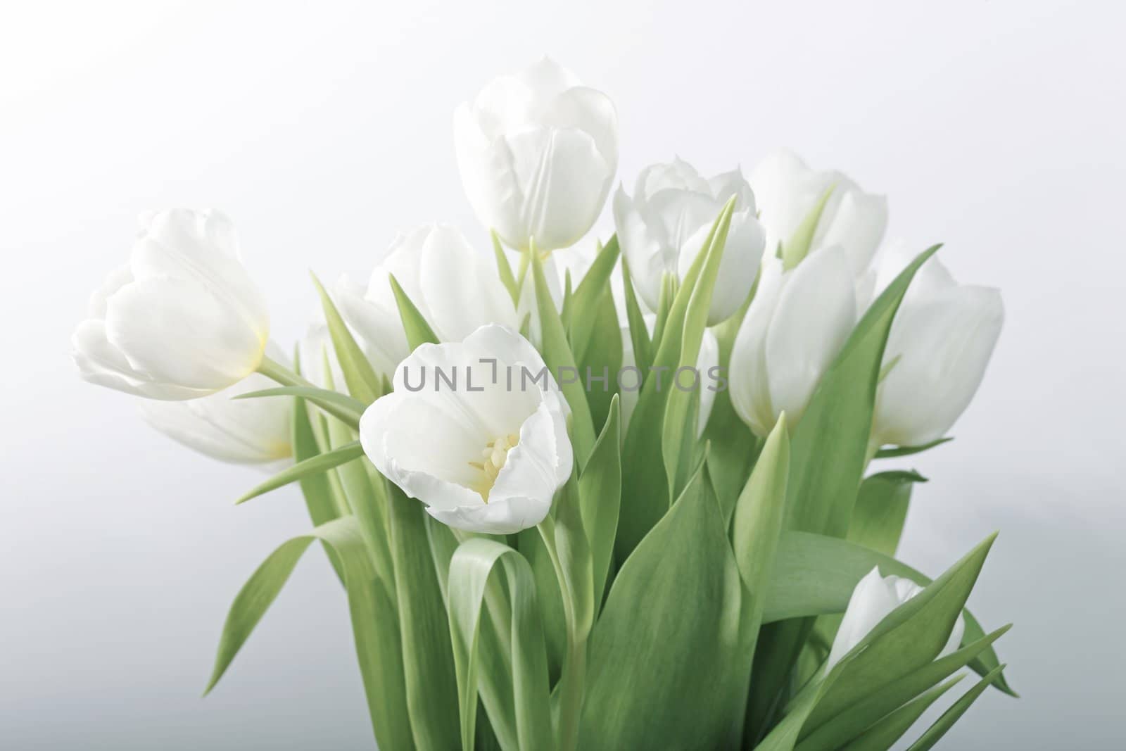 Still life with white tulips - selective focus, main focus on flower in front