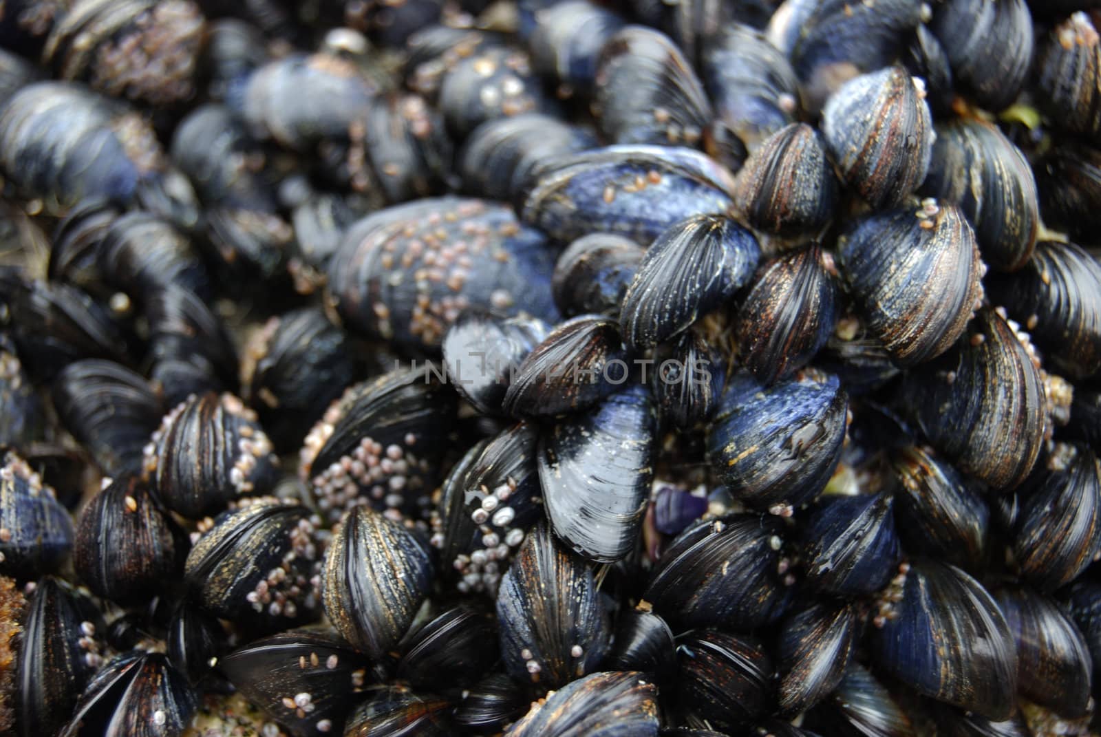 closeup of many shells living on a rock