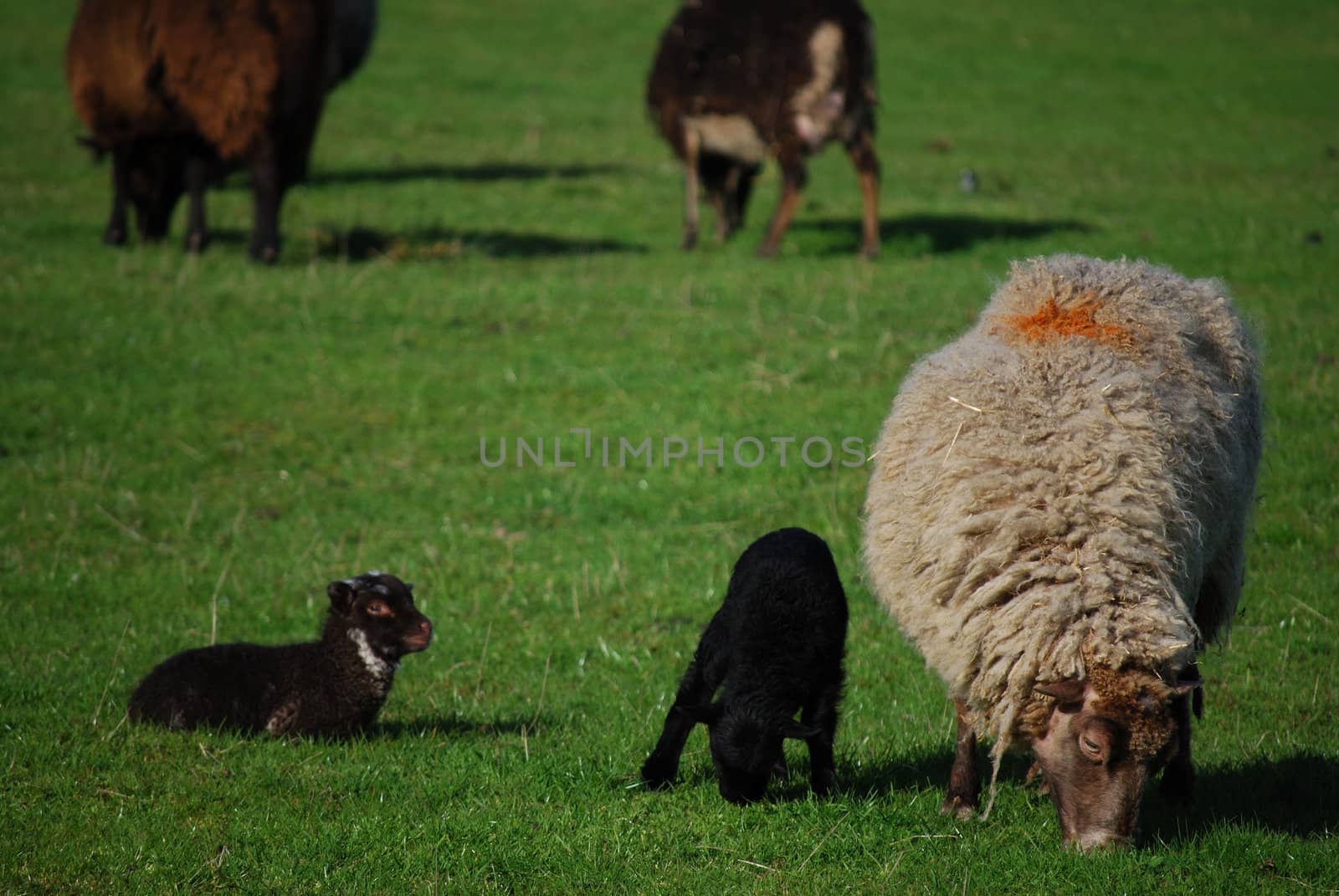 Contrasting Sheep by Jule_Berlin