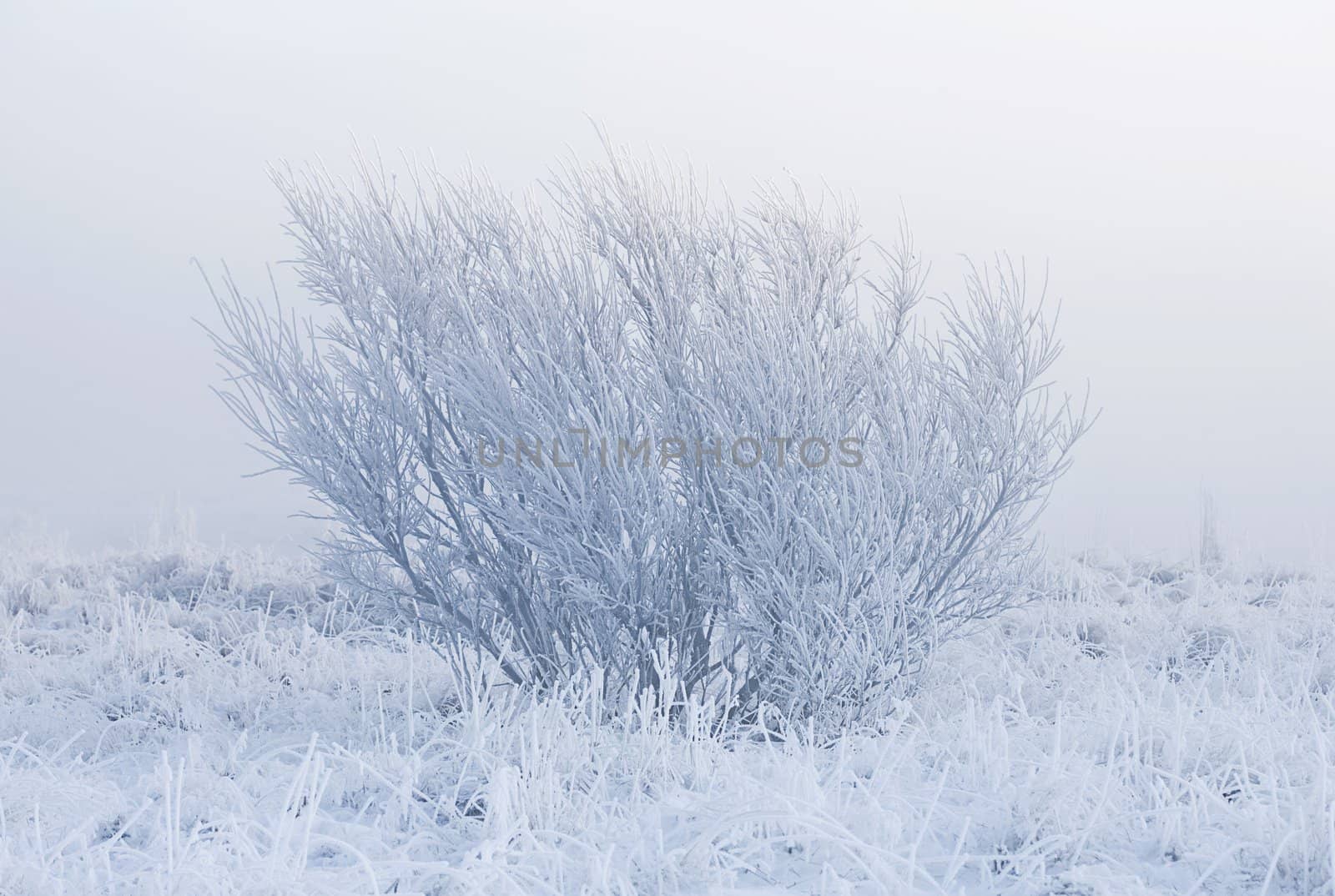 Lonely tree isolated by fog on a cold winter morning