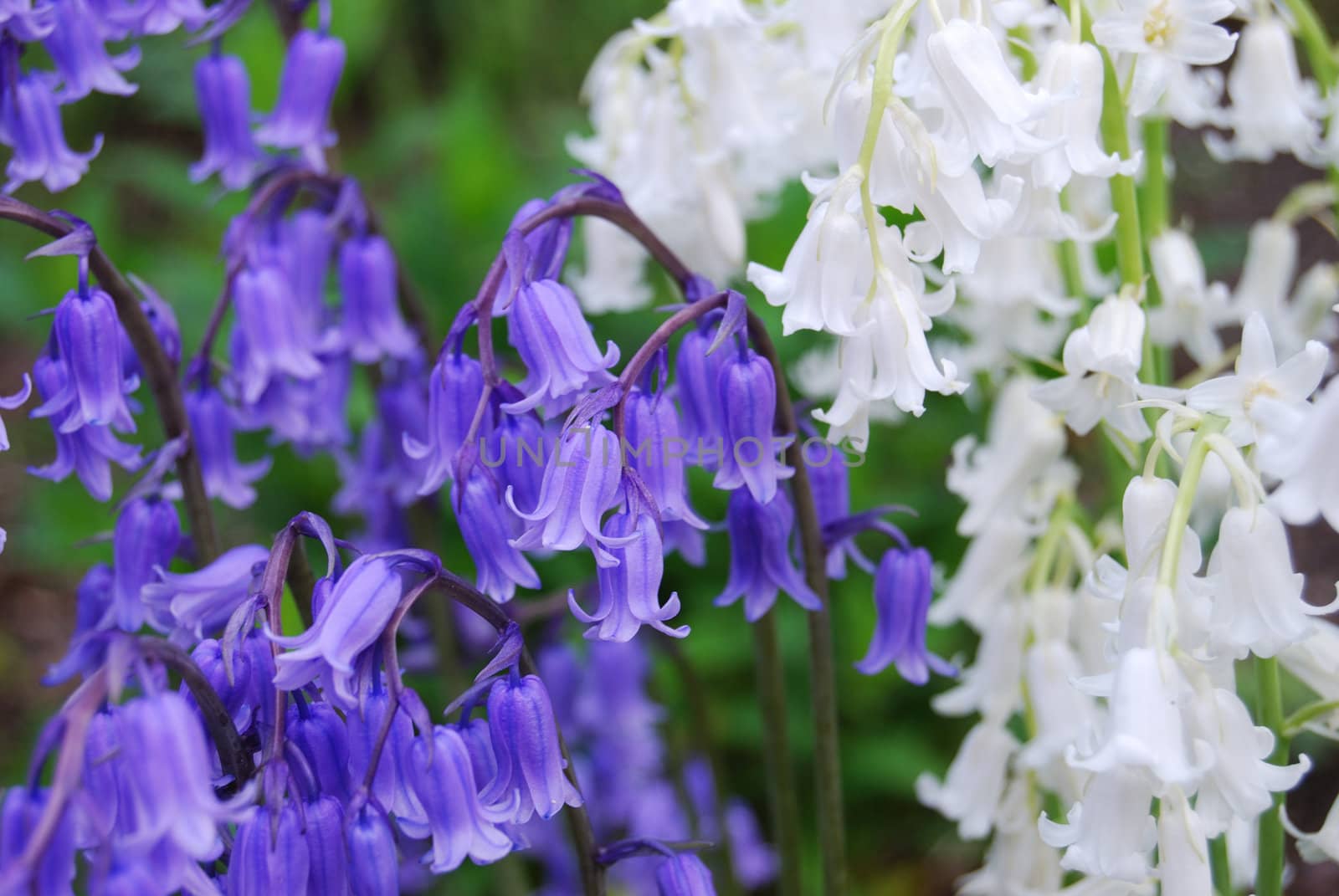 closeup of white and blue bellflowers