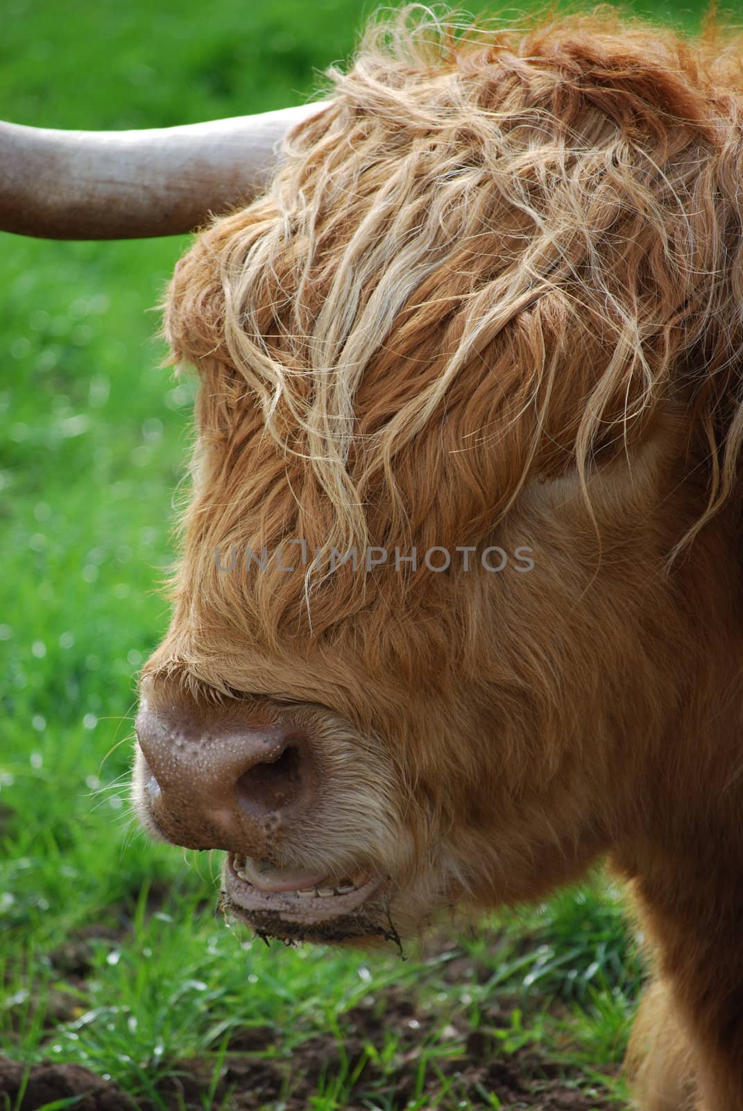 closeup of a male highland cow with typical long hair