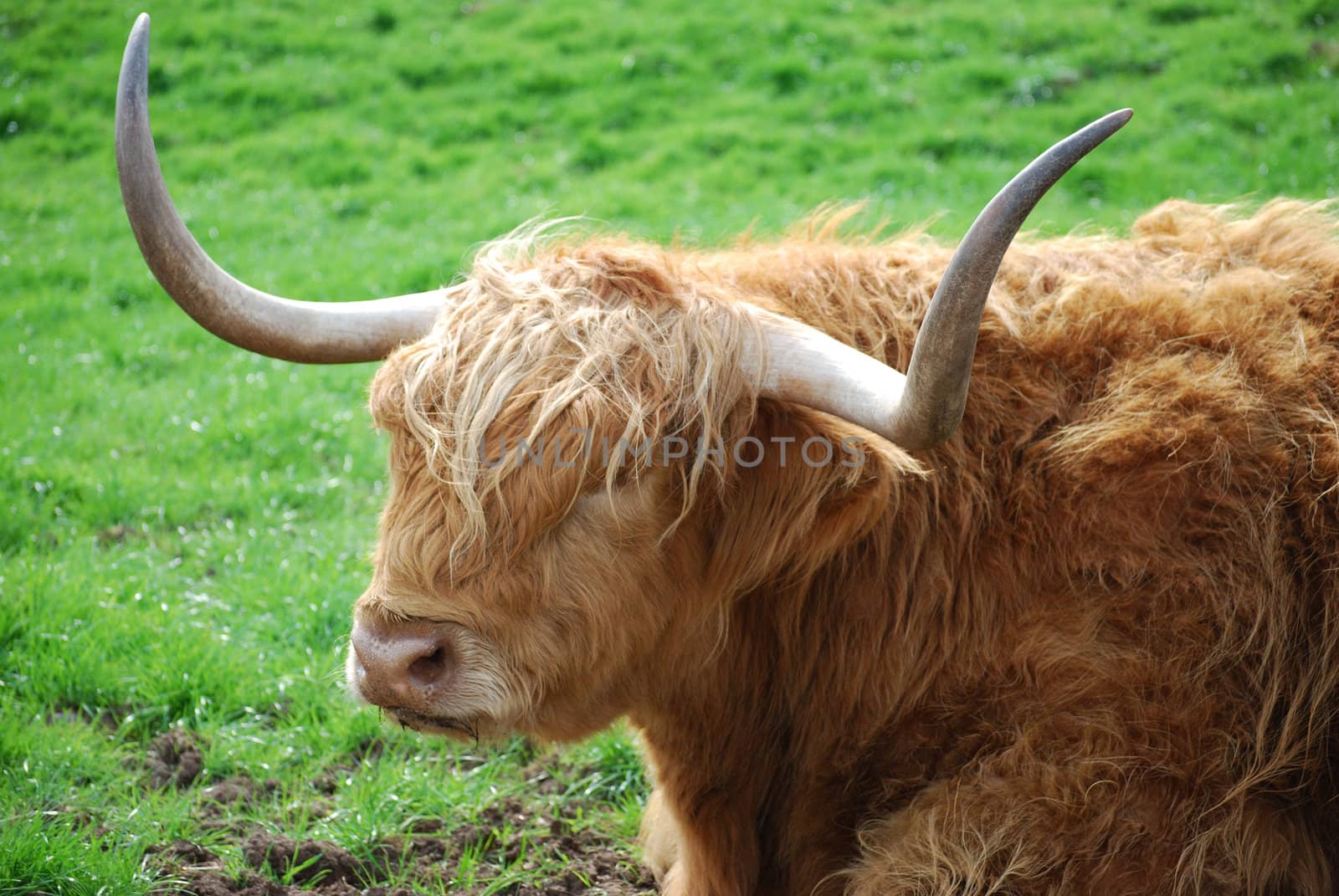 closeup of a male highland cow with typical long hair