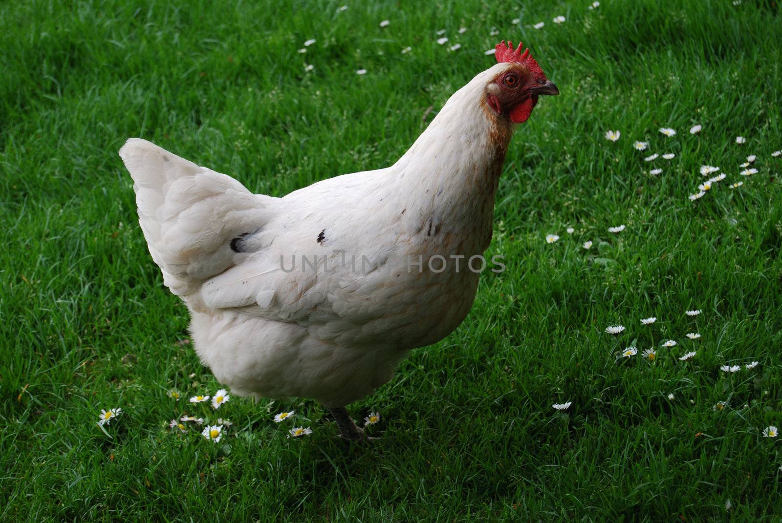 white hen running around on a lawn