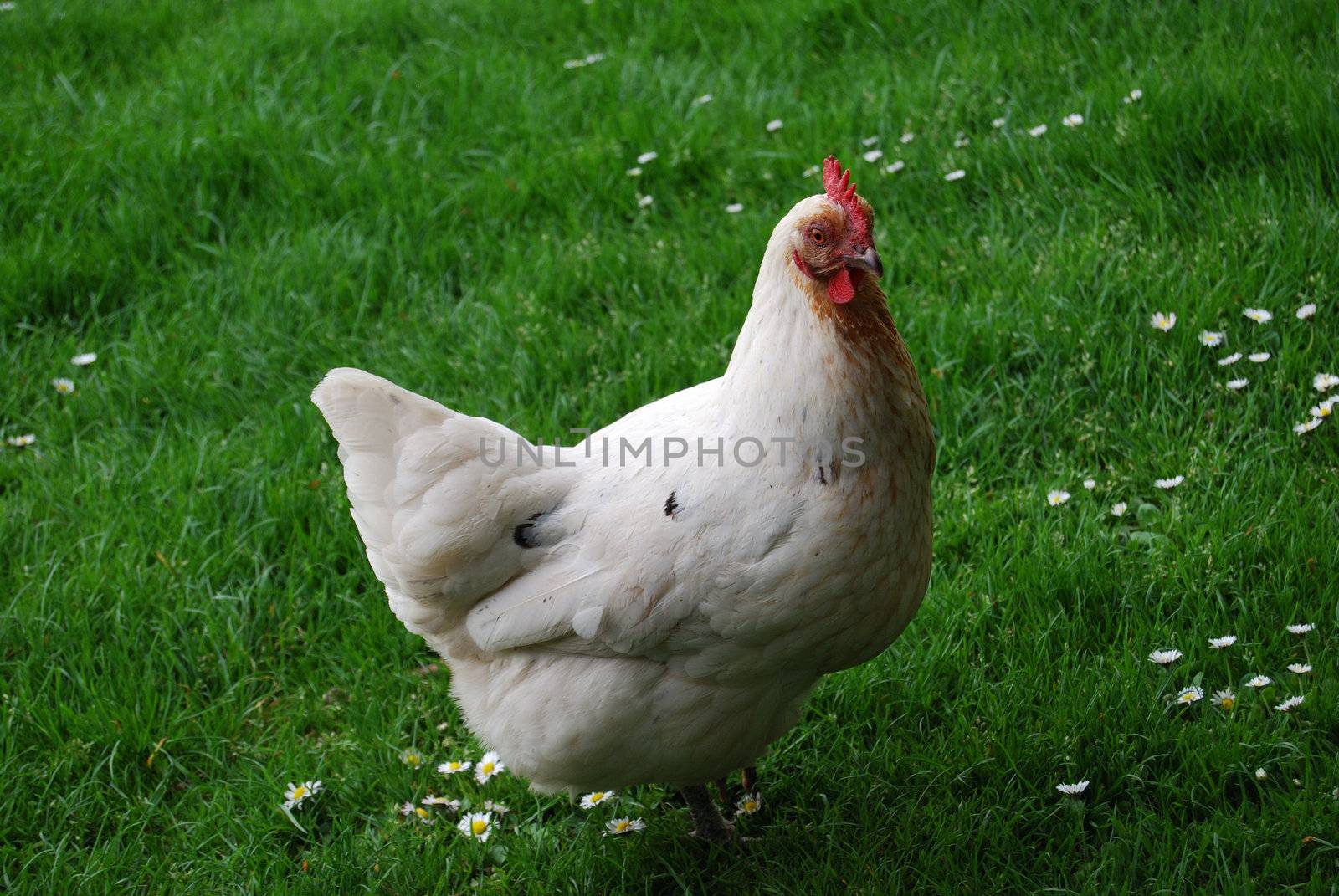 white hen running around on a lawn