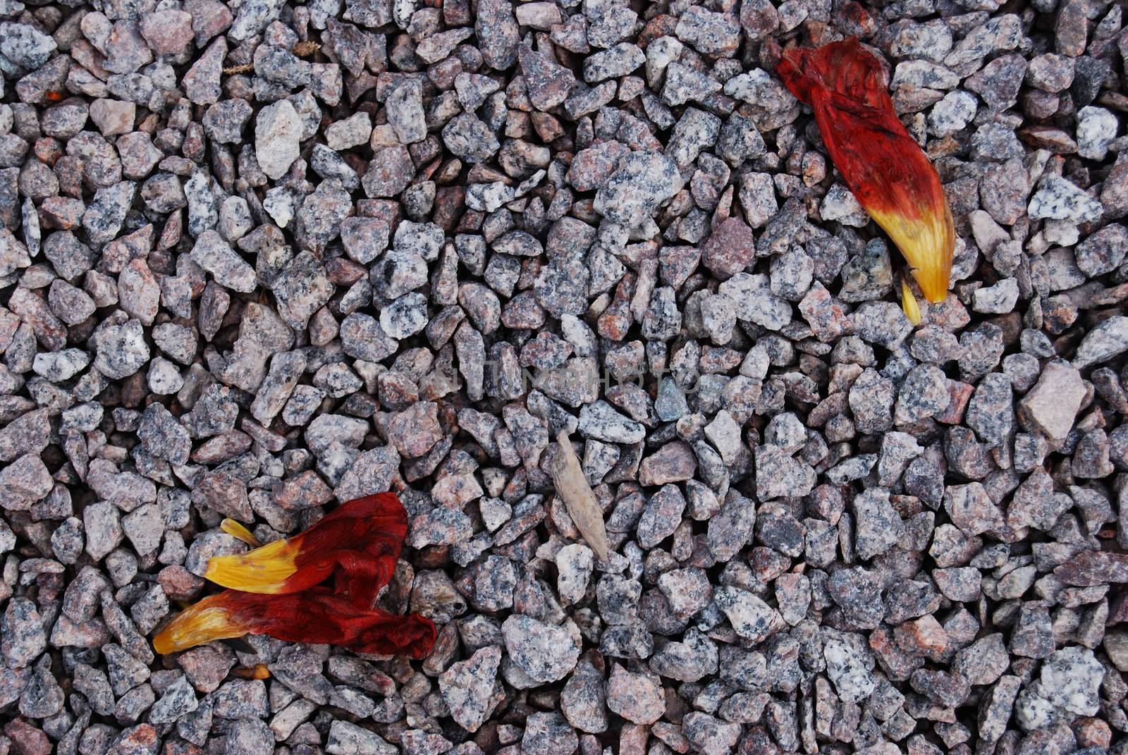 Wilted flower on pebbles by Jule_Berlin