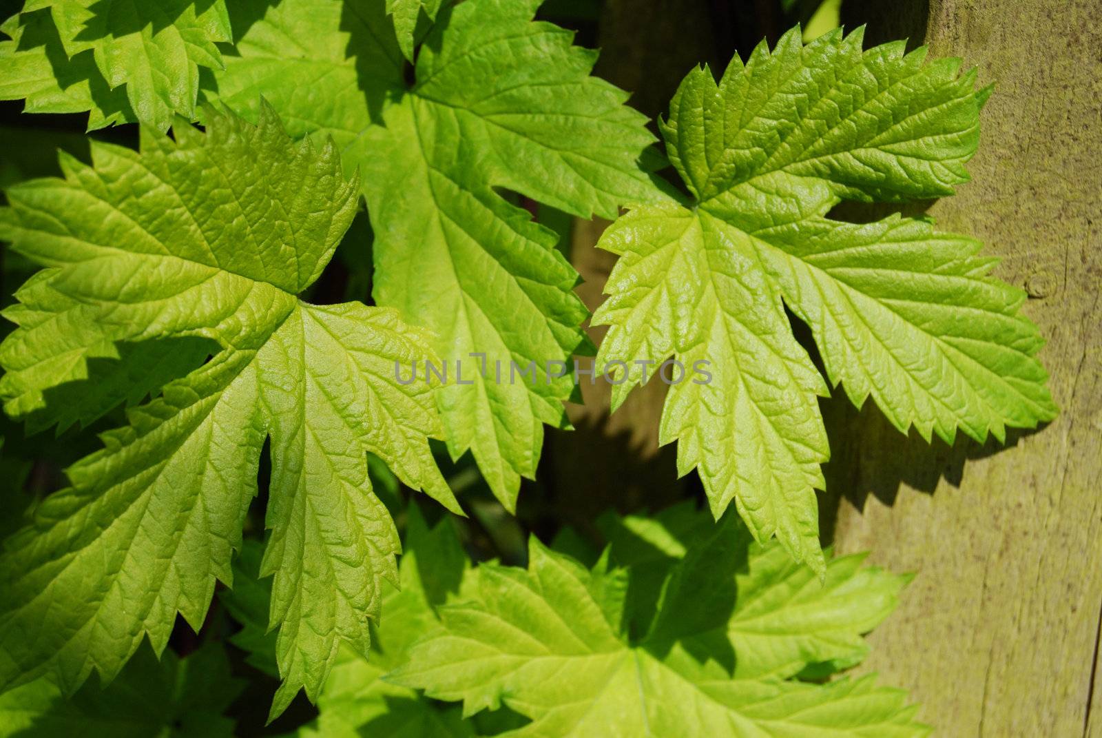 fresh green wine leafs on a wall 