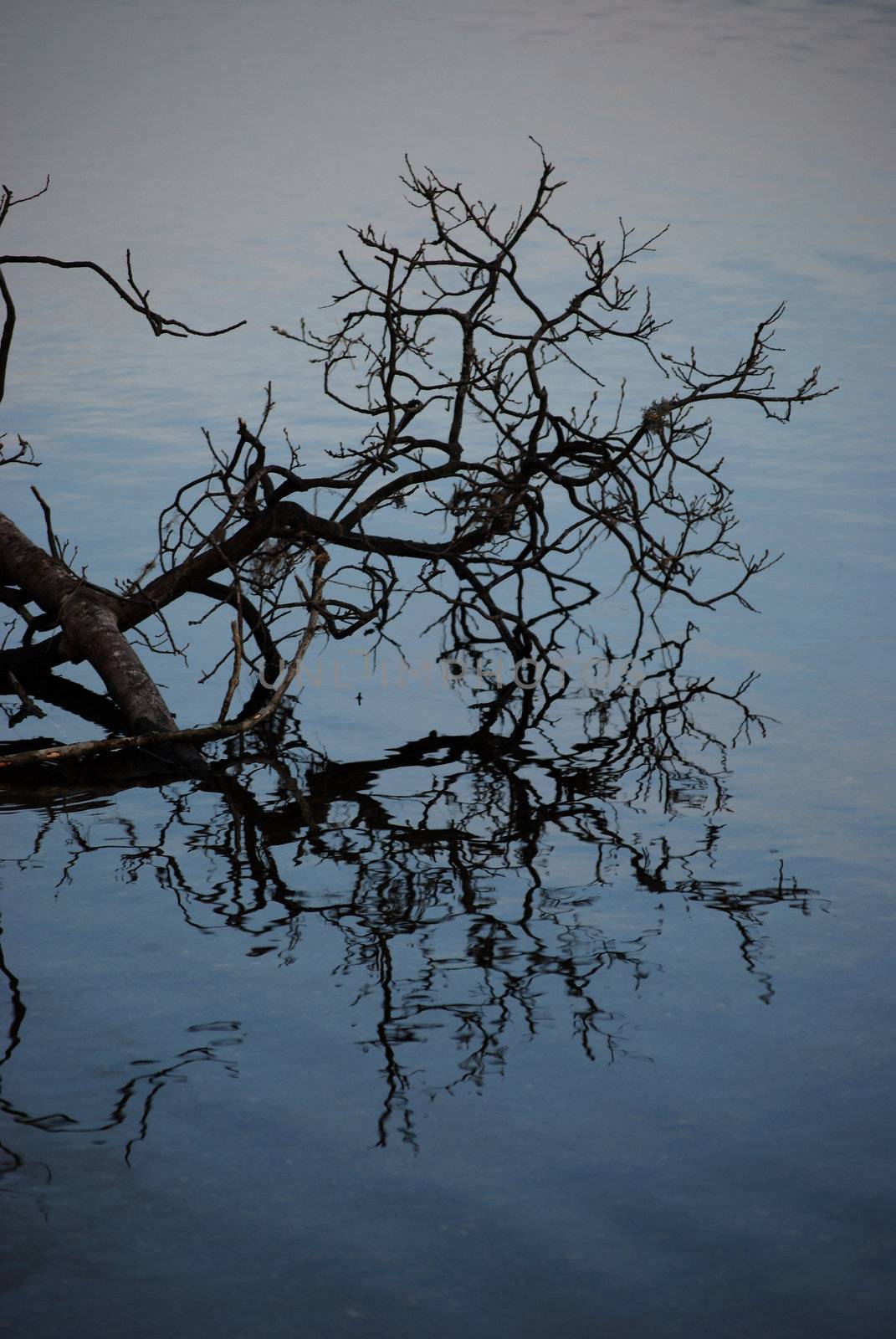 a tree reaching out over the Loch Ard, Scotland and its reflection in the water 