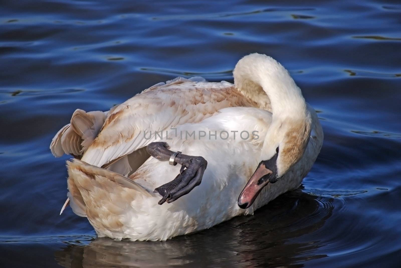 a swan inspecting his foot while swimming on a lake in Holyrood Park, Edinburgh, Scotland