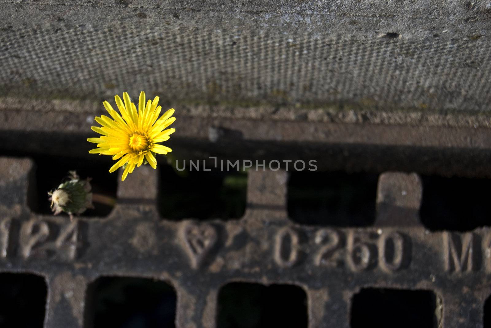 Dandelion growing out of a gully by Jule_Berlin