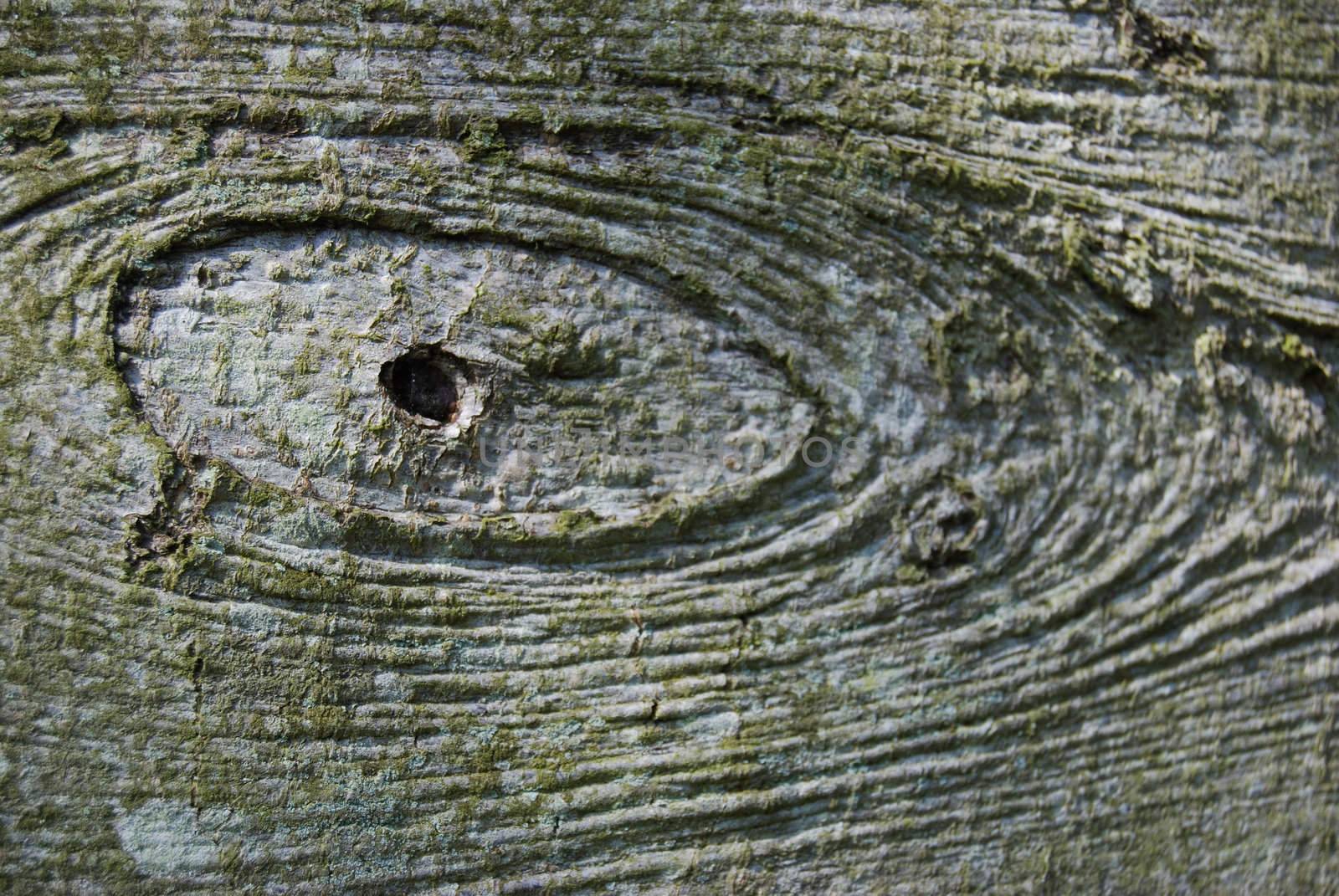 closeup of a tree with a knothole which has a spiderweb inside