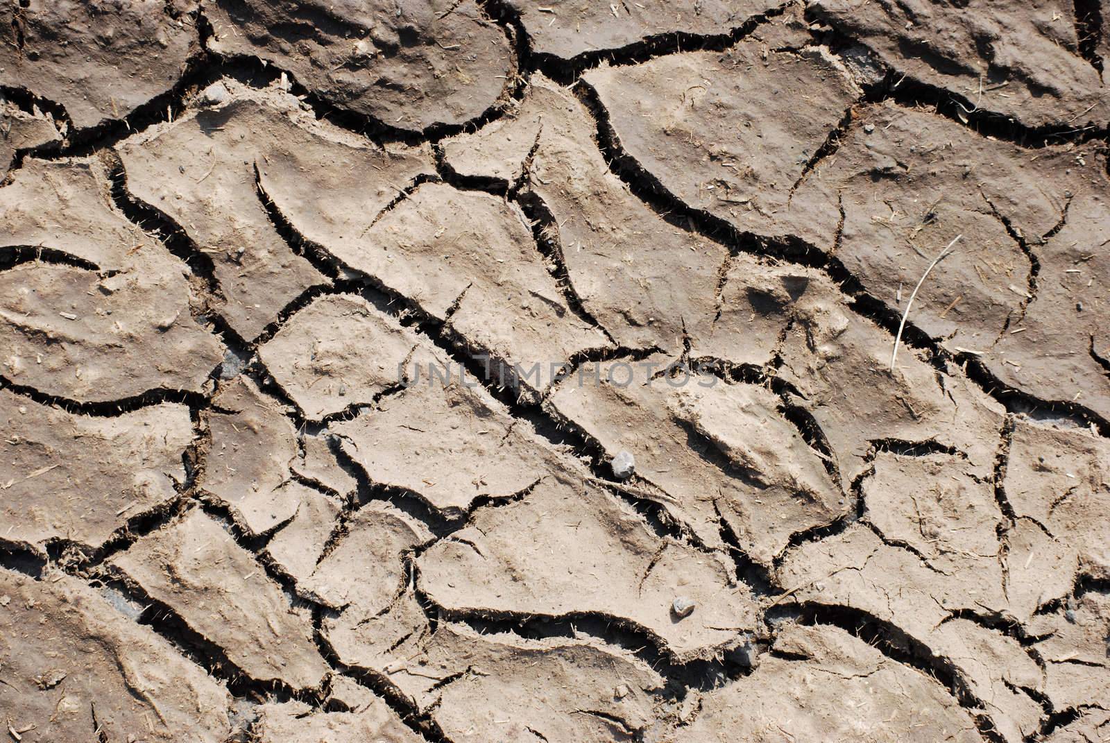 closeup of a dry and cracked patch of earth