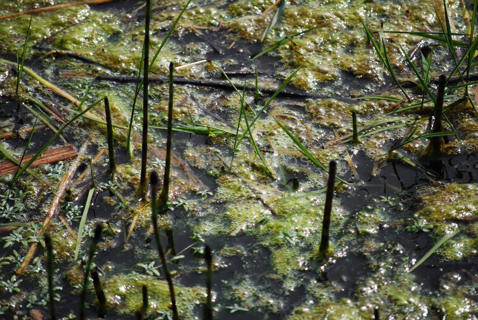 background of common duckweed and reed on a pond