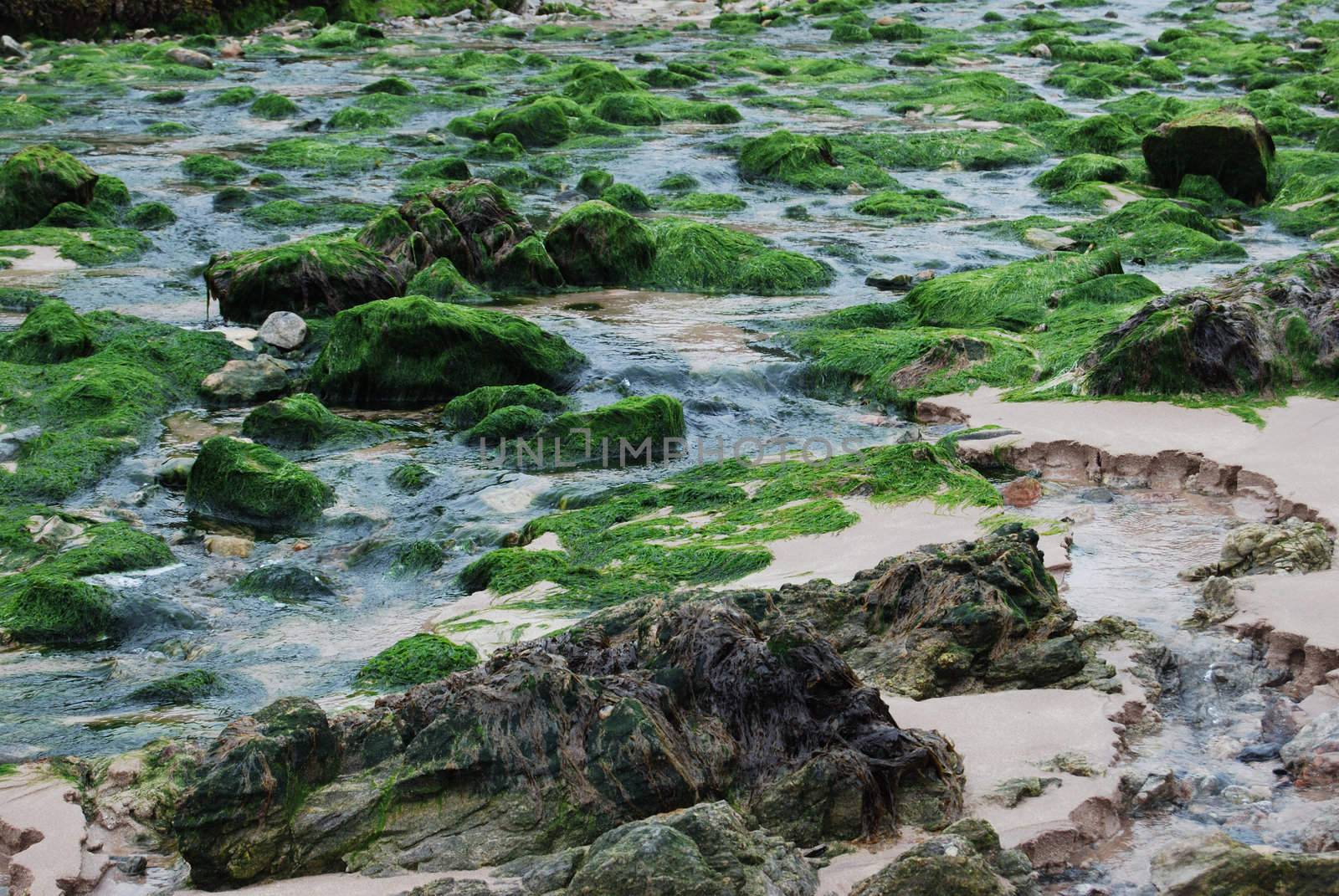 rocky beach with algae