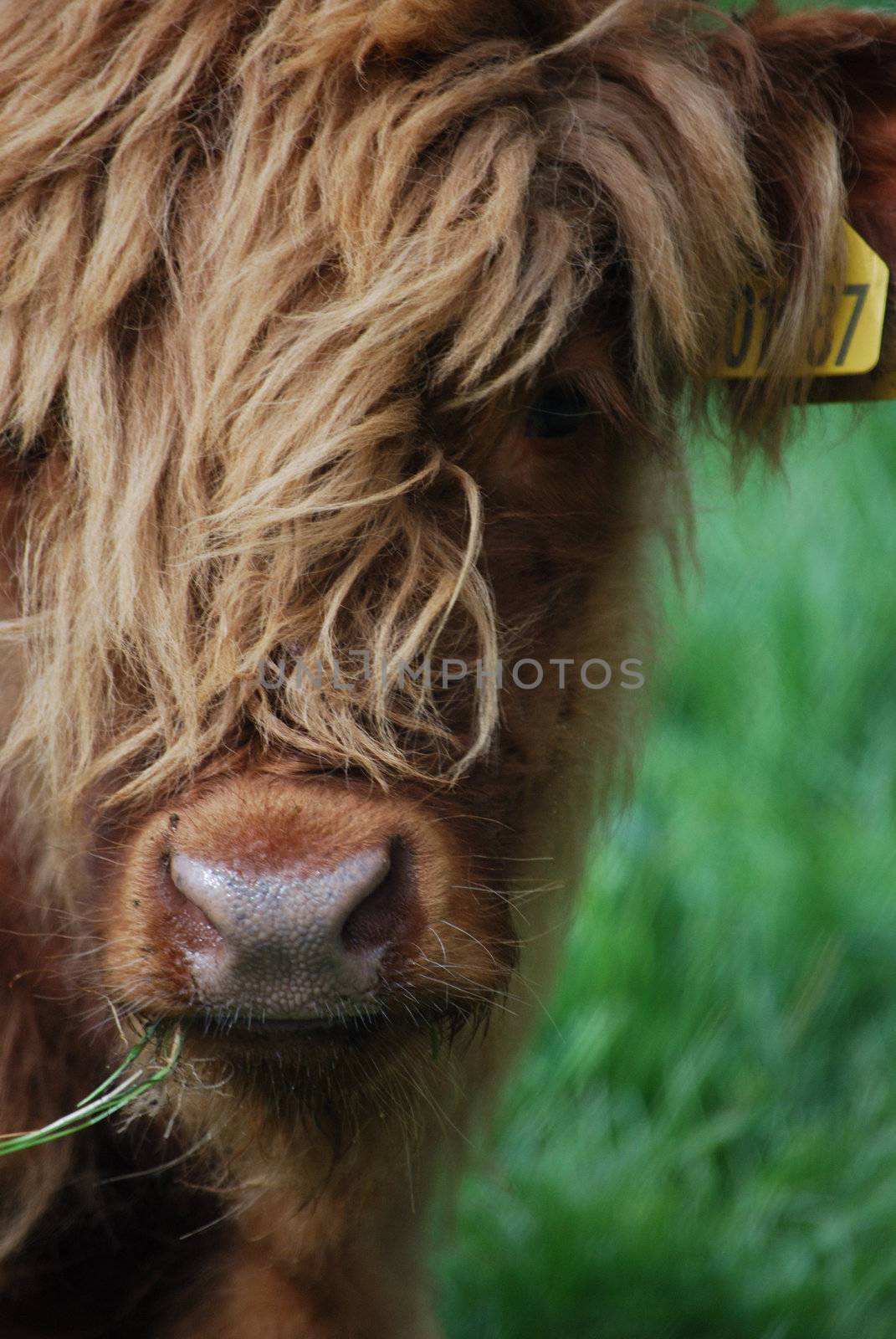 Highland calf by Jule_Berlin
