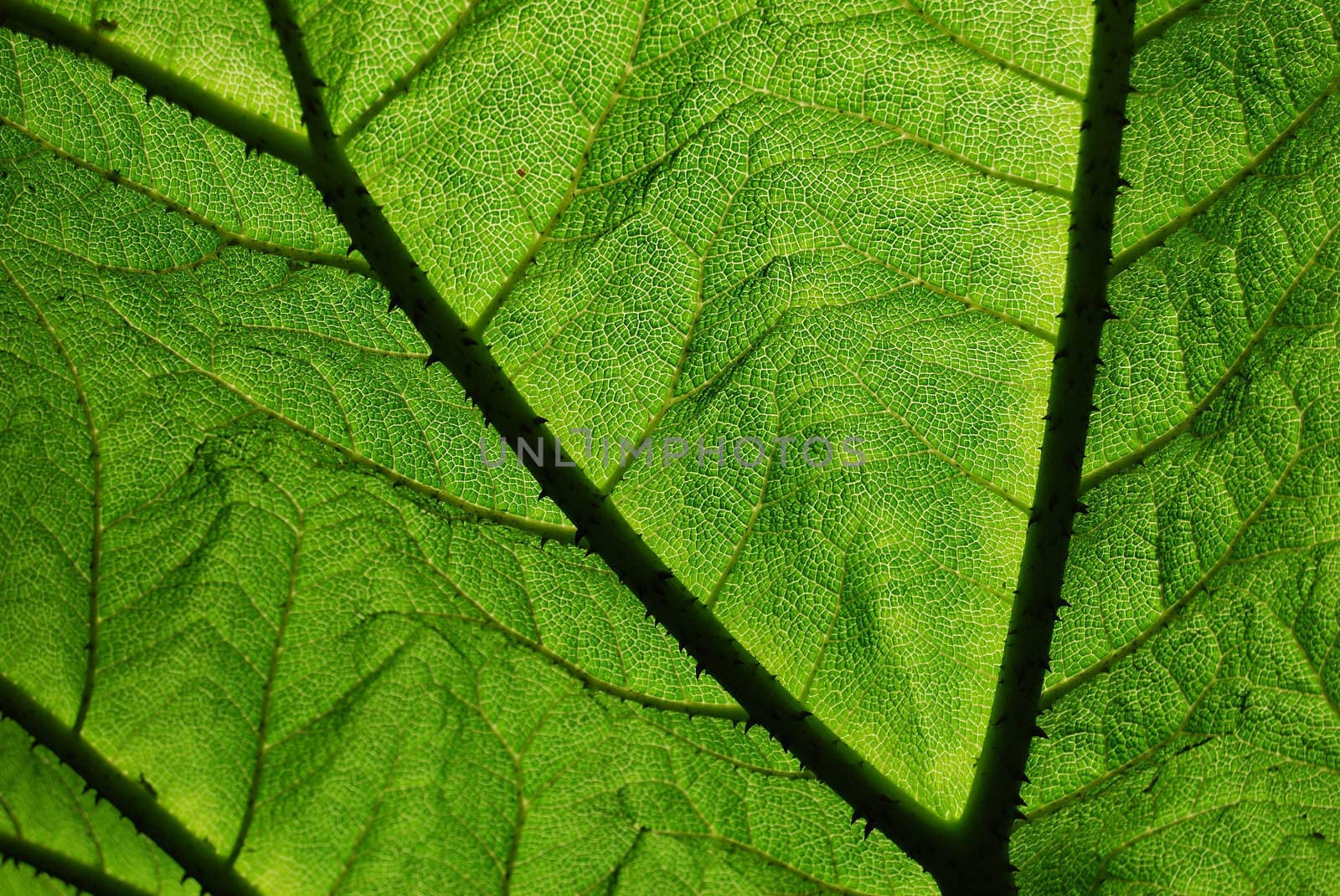 closeup of an interesting structured brightly green leaf with shallow depth of field