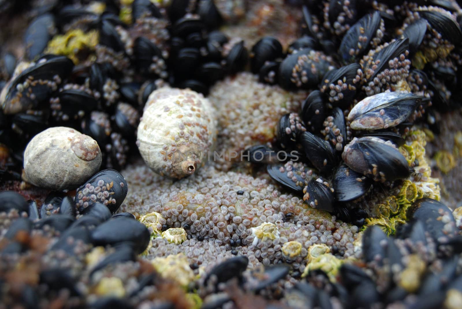 closeup of many shells living on a rock