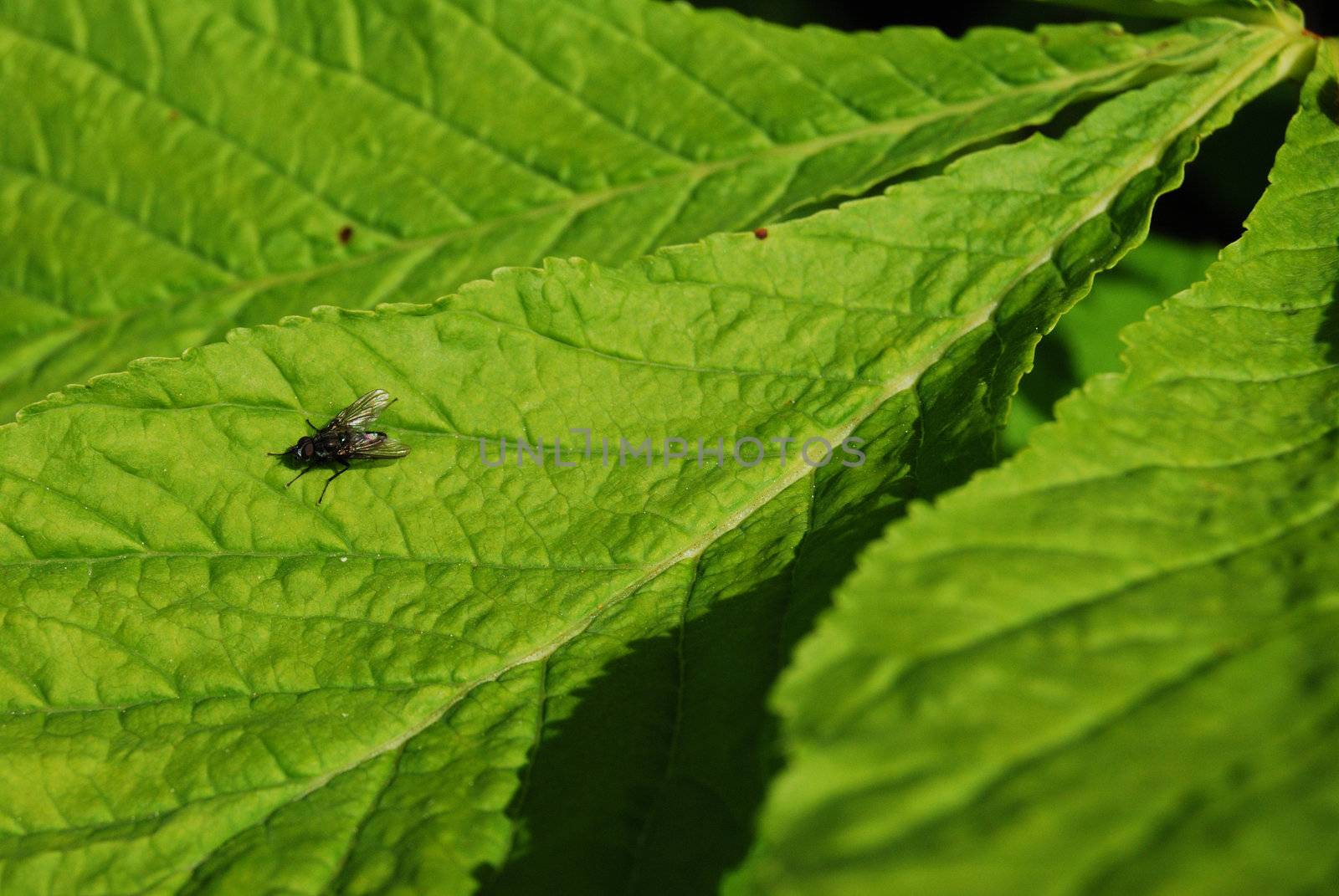 closeup of a fly sitting on a green leaf of a chestnut tree
