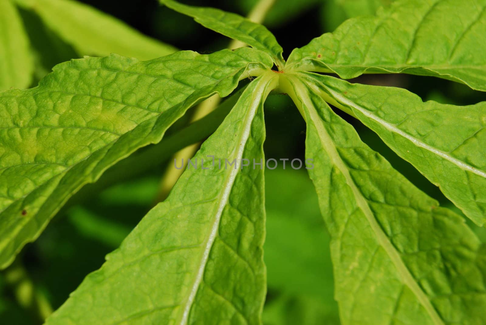 closeup of a green leaf of a chestnut tree