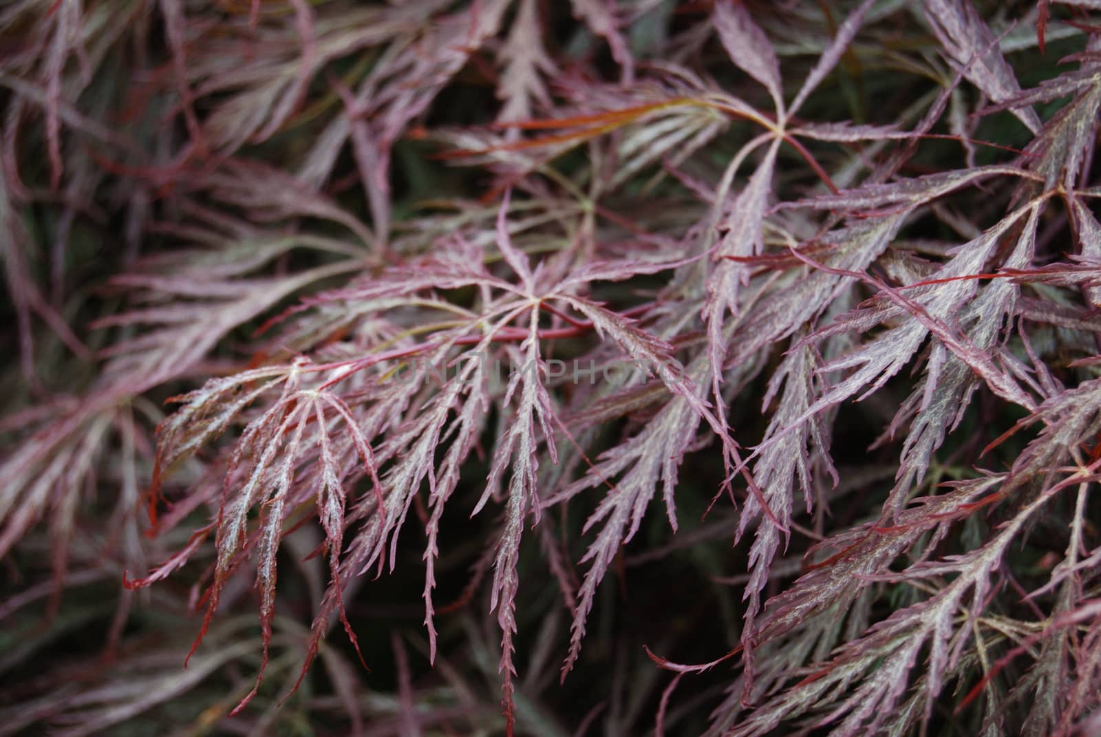 background of long thin purple leafs 