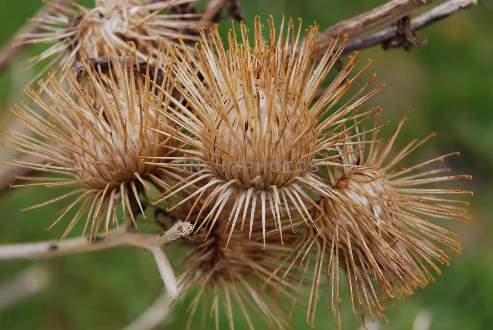 closeup of spiky dried thistle blossoms with shallow depth