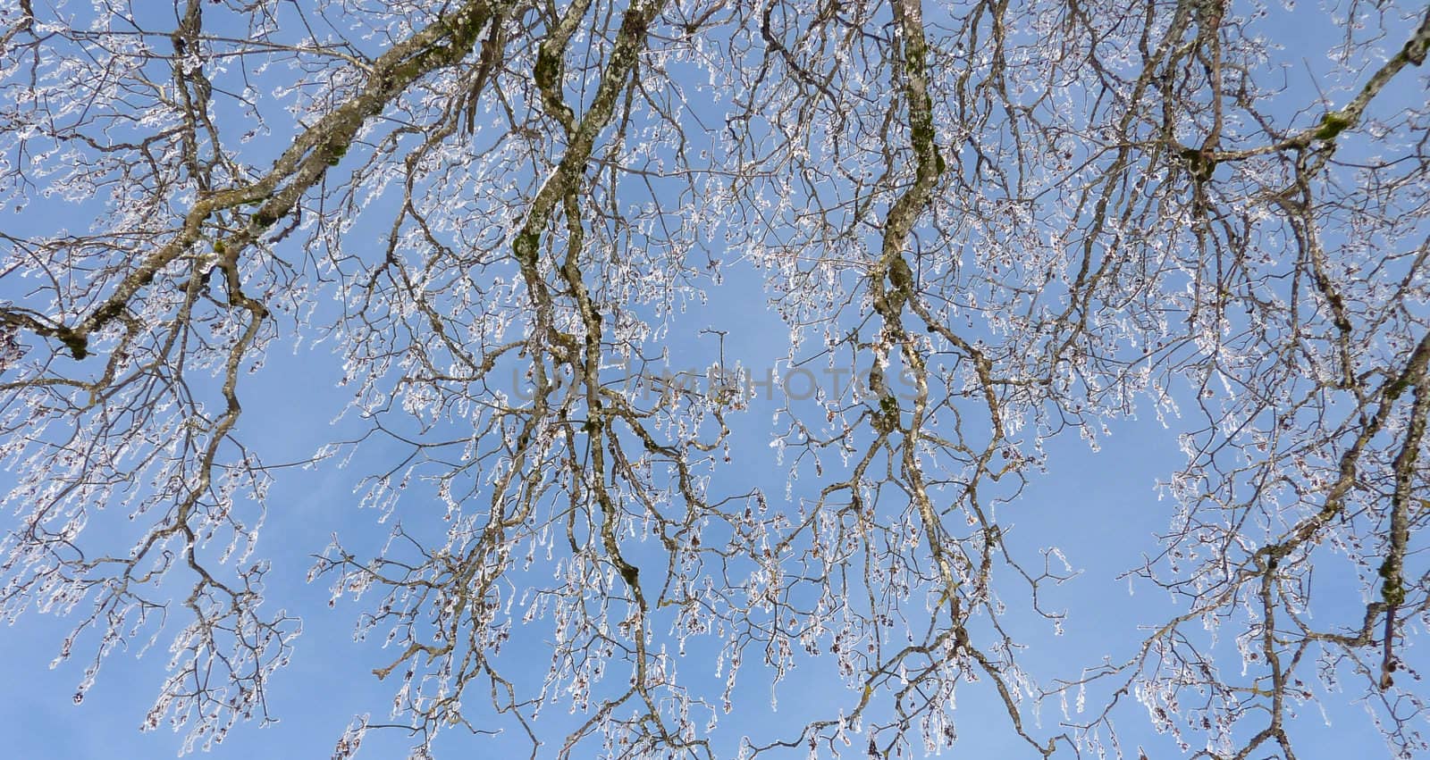 Frosty branches and bule sky background