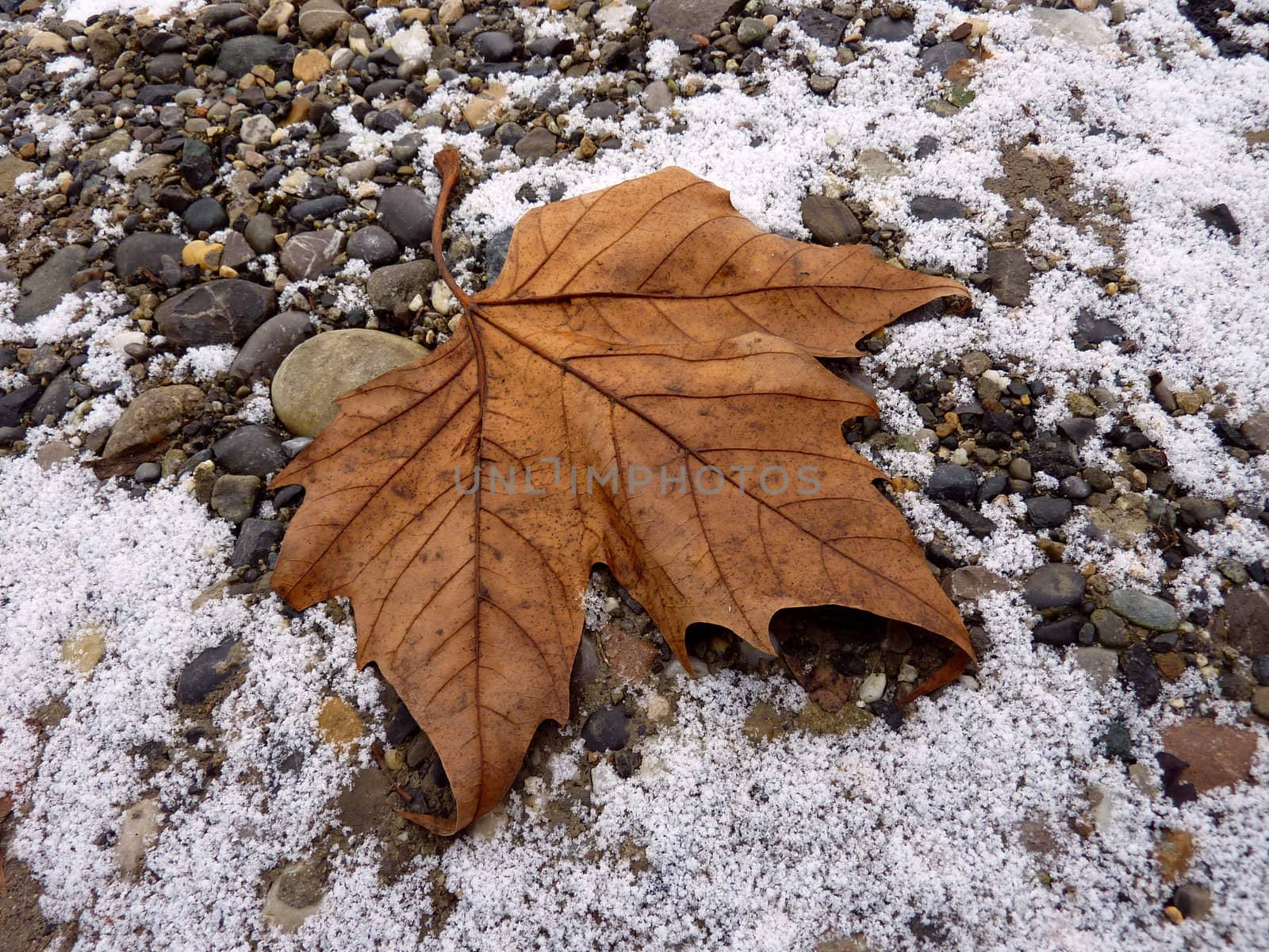 Autumn leaf on snowy with pebble ground