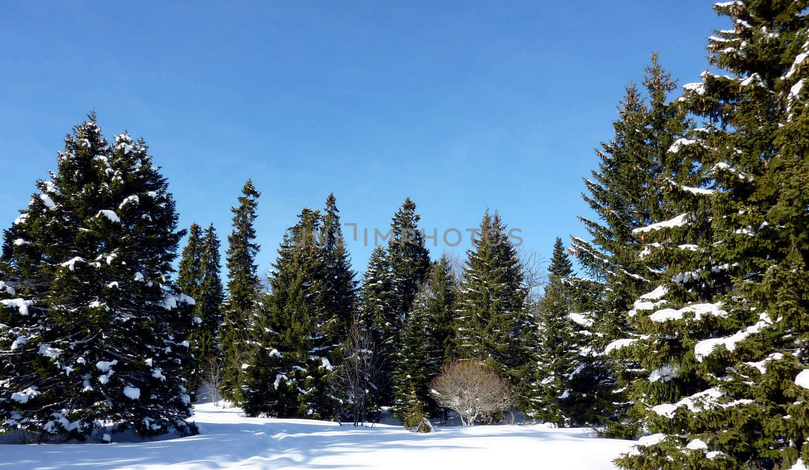 Forest of firtree in the mountain by winter