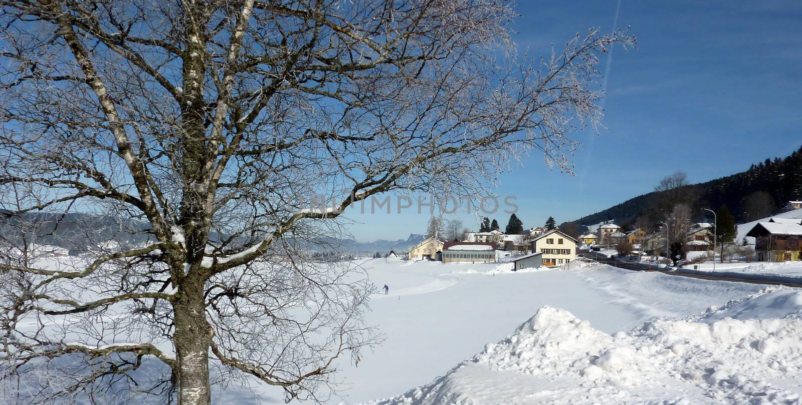 Tree and village by winter and beautiful blue sky