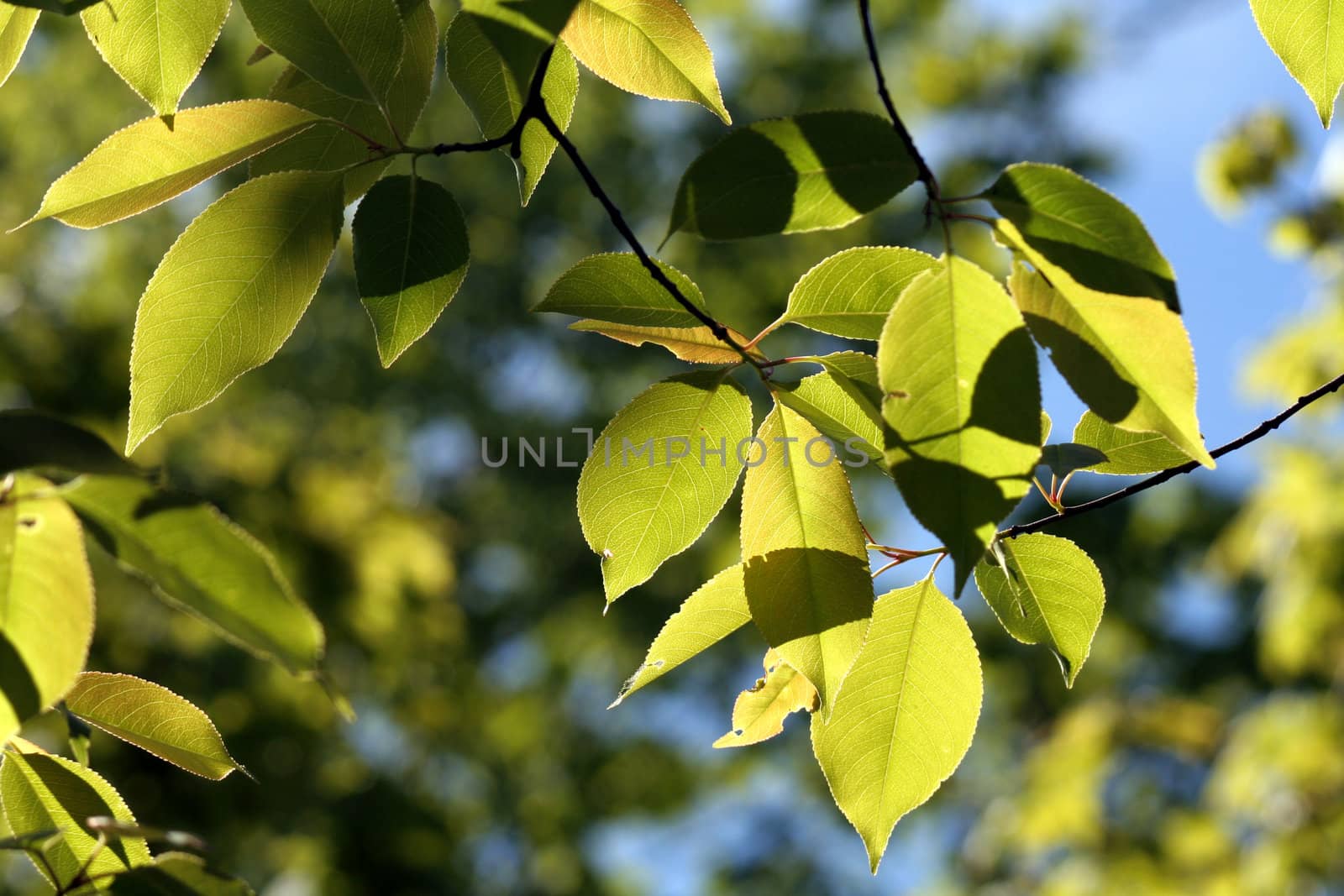 Back Lit Beech Leaves
 by ca2hill