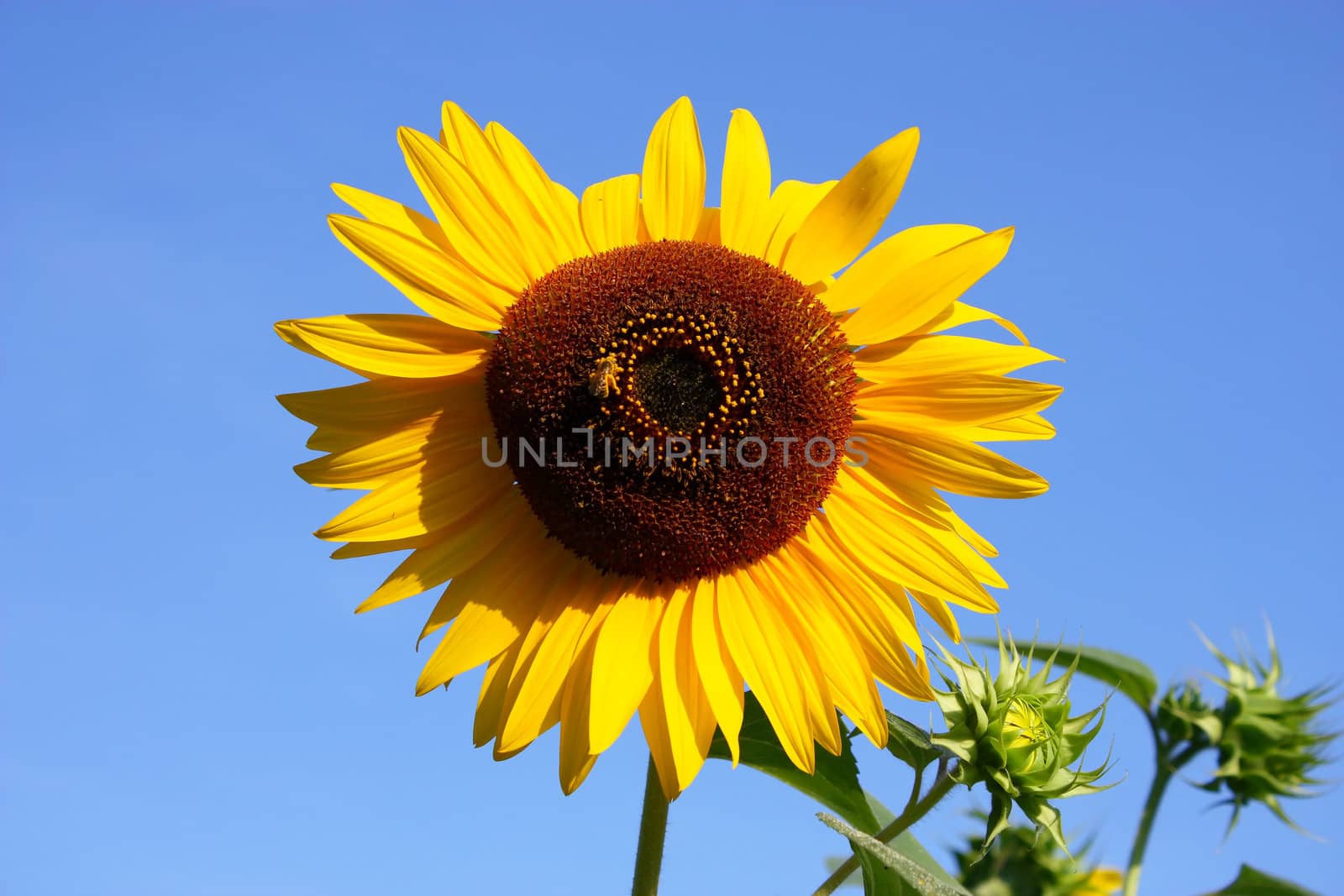 Sunflower with a little bee in front of the sky