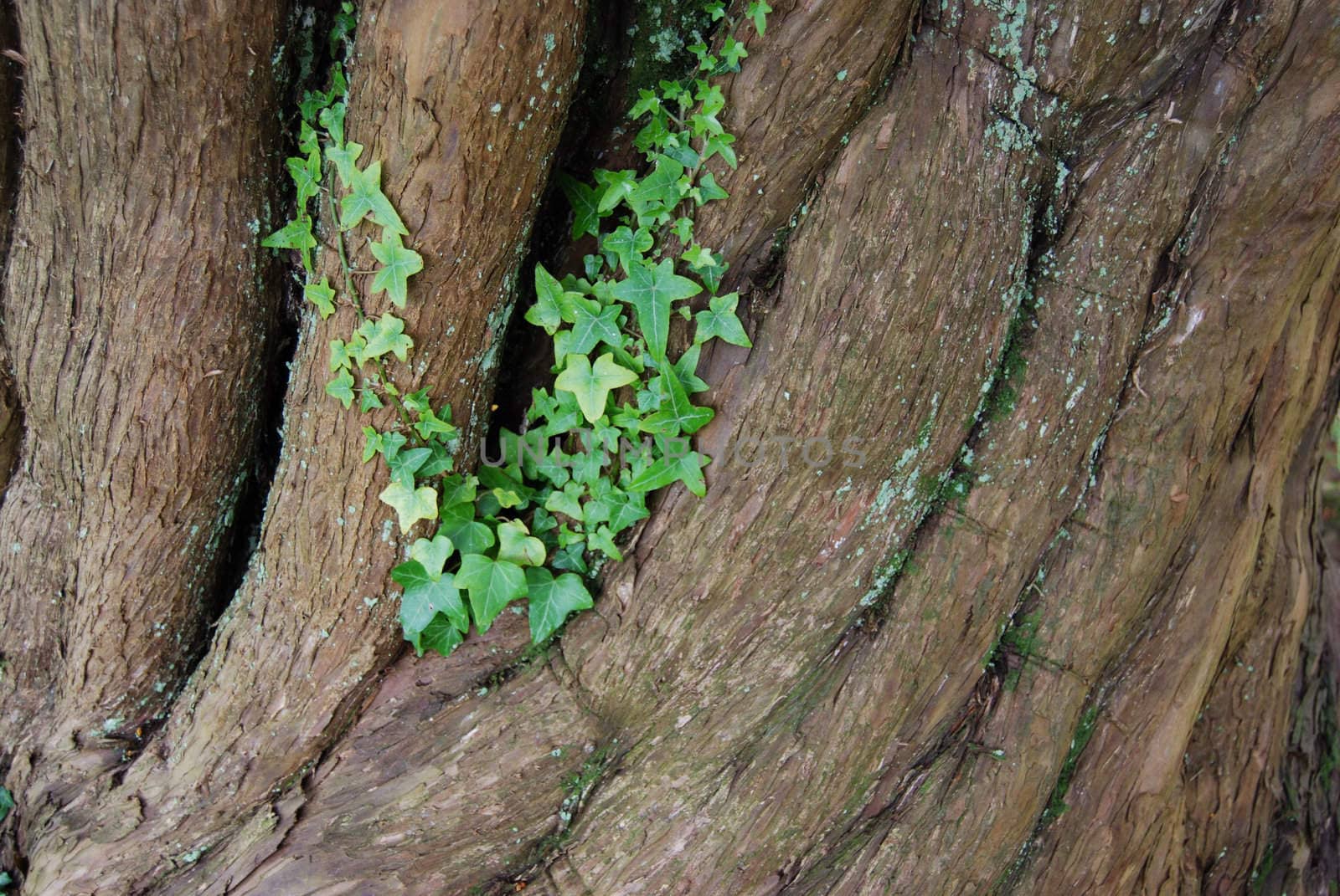 closeup of an old tree with ivy growing on it