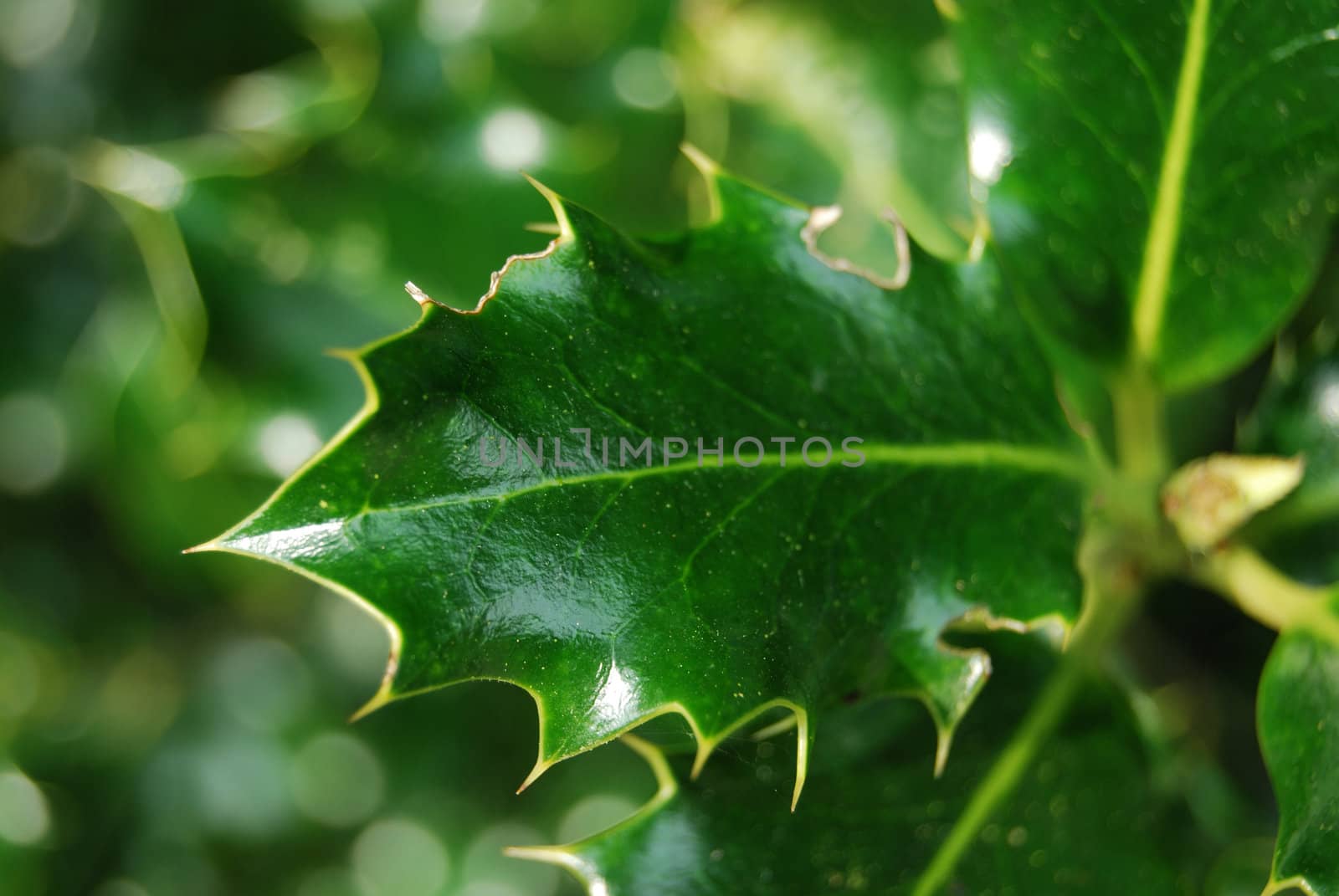 closeup of a spiky mistletoe leaf with shallow depth
