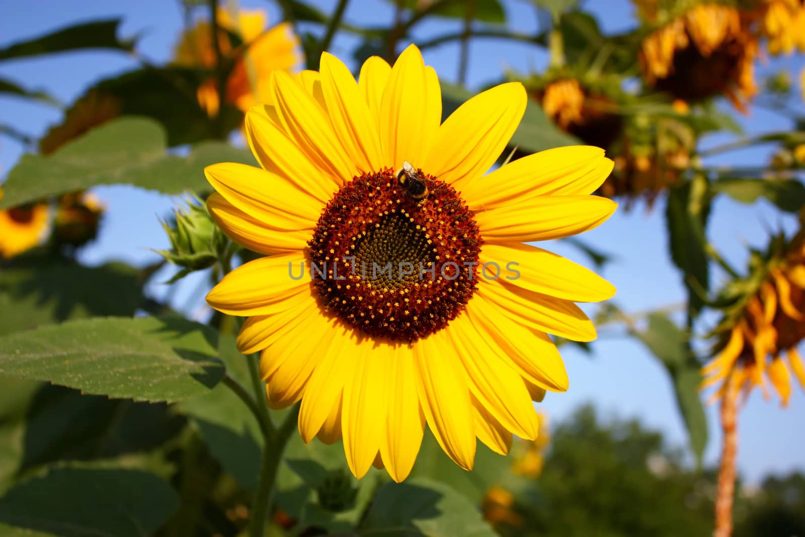 colorful sunflower with a bumble bee