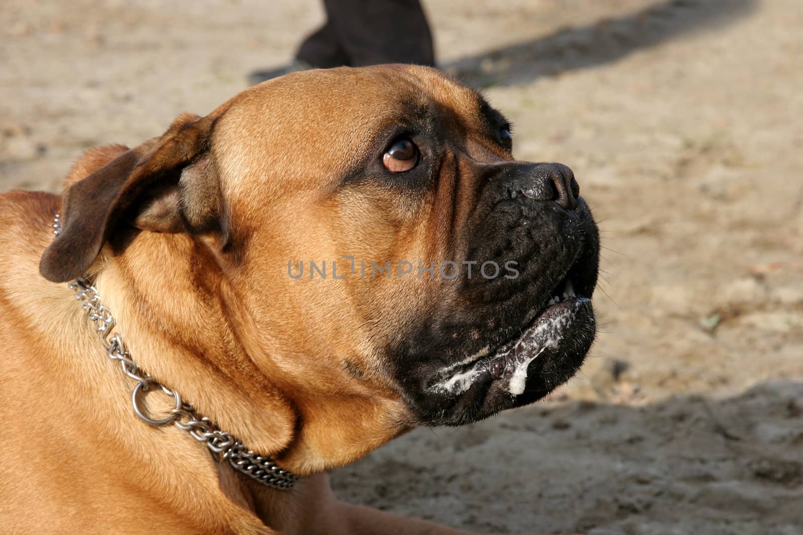 Bull Mastiff, outdoors