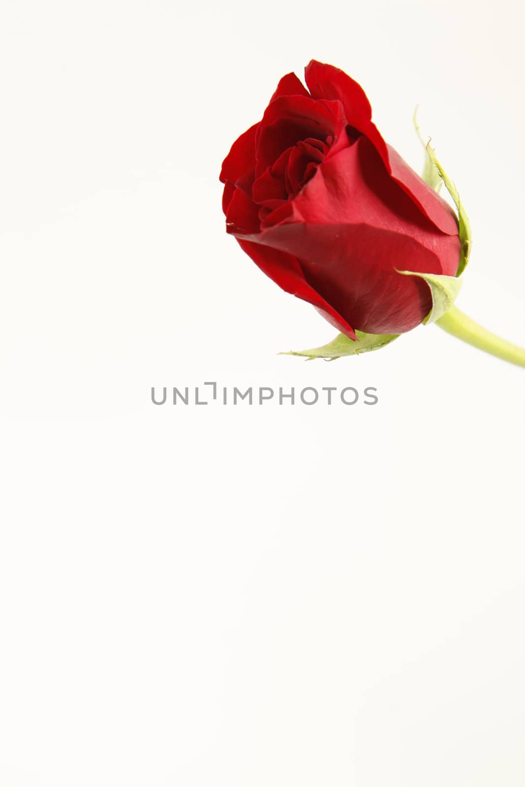A single stemmed red rose with a white background