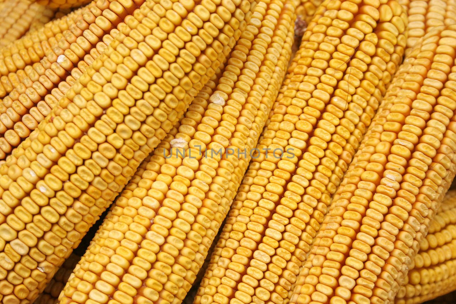 corn in closeup