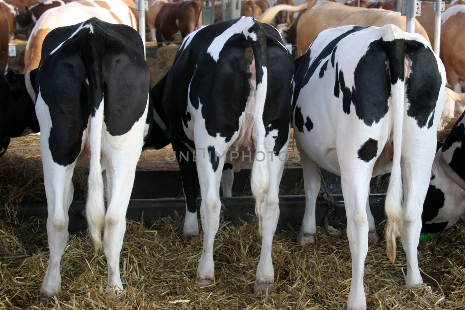 cows in farm